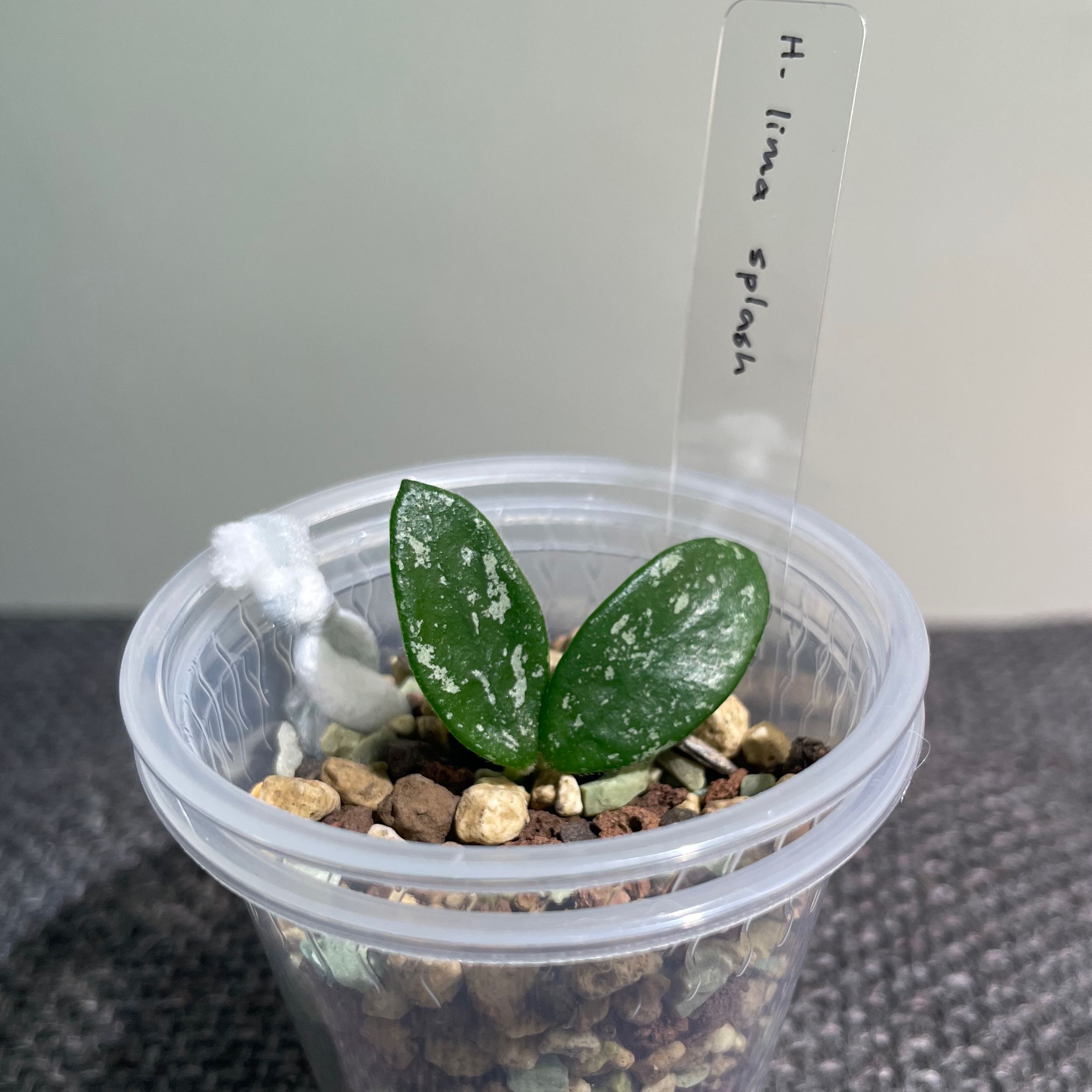 Personalized Hoya Lima Splash Care: Water, Light, Nutrients | Greg App