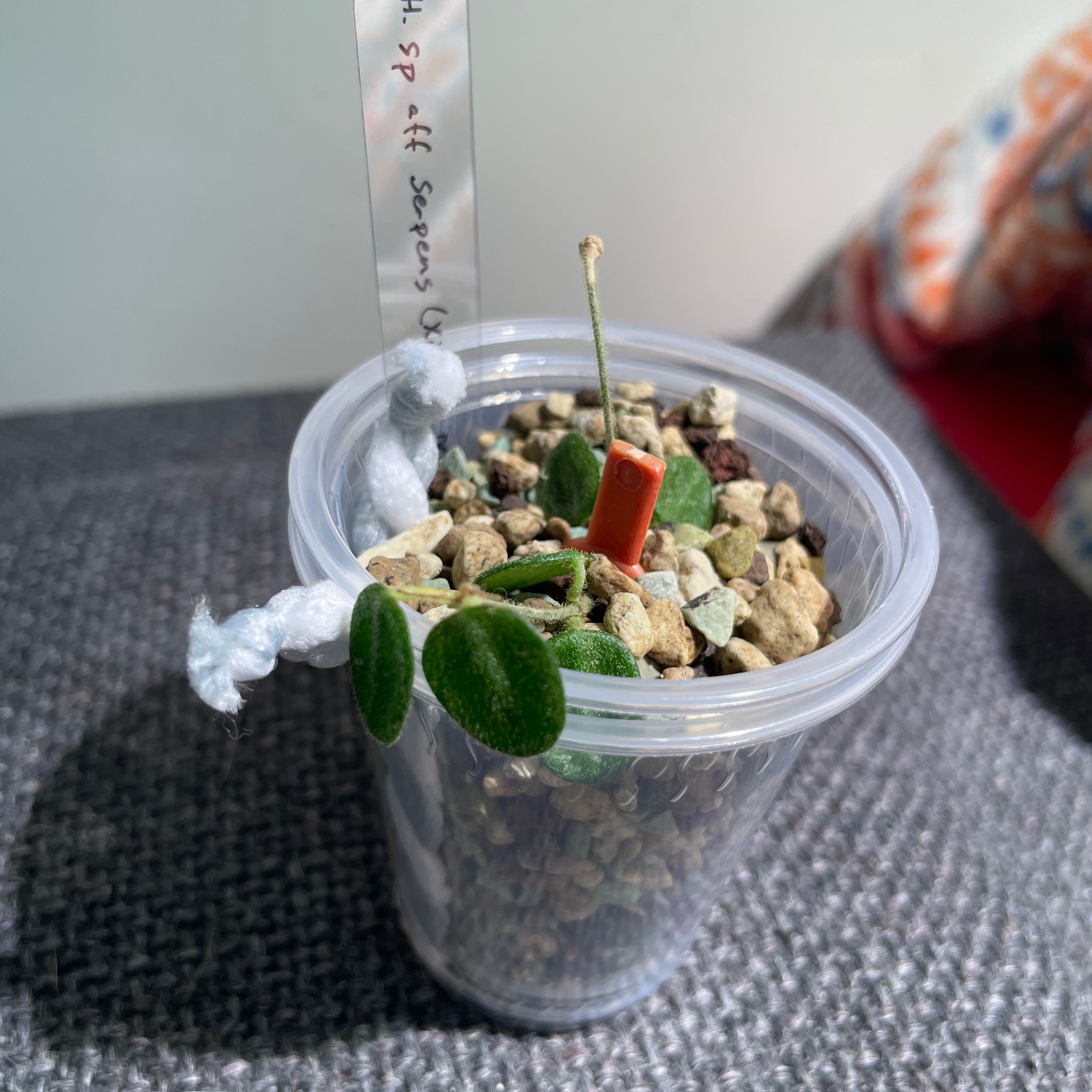 Plant care for Alyxia scabrida on Greg, the plant care app