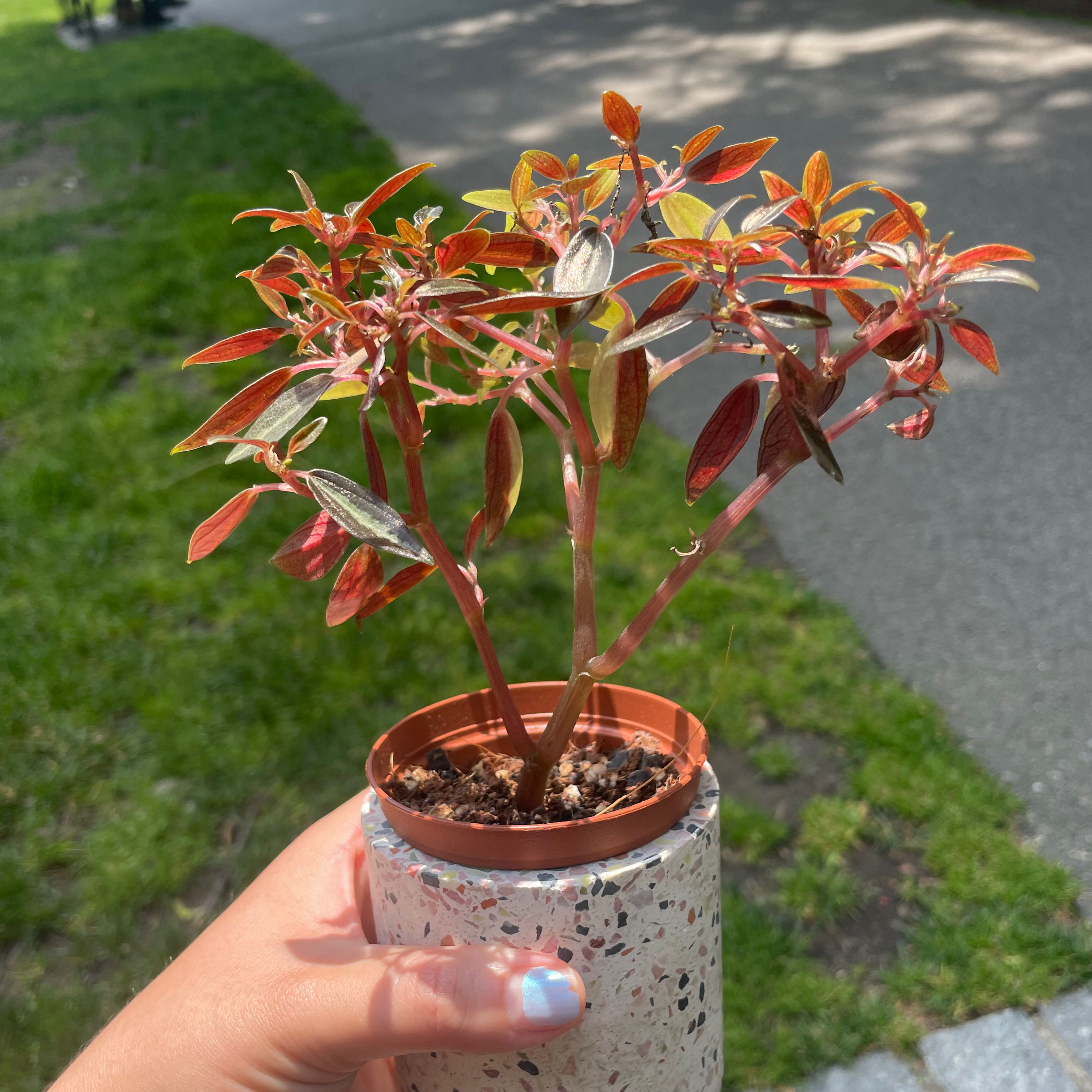 Photo of the plant species Peperomia metallica 'Harmony's High Voltage' by @Alinaa named [💀] Voltage on Greg, the plant care app