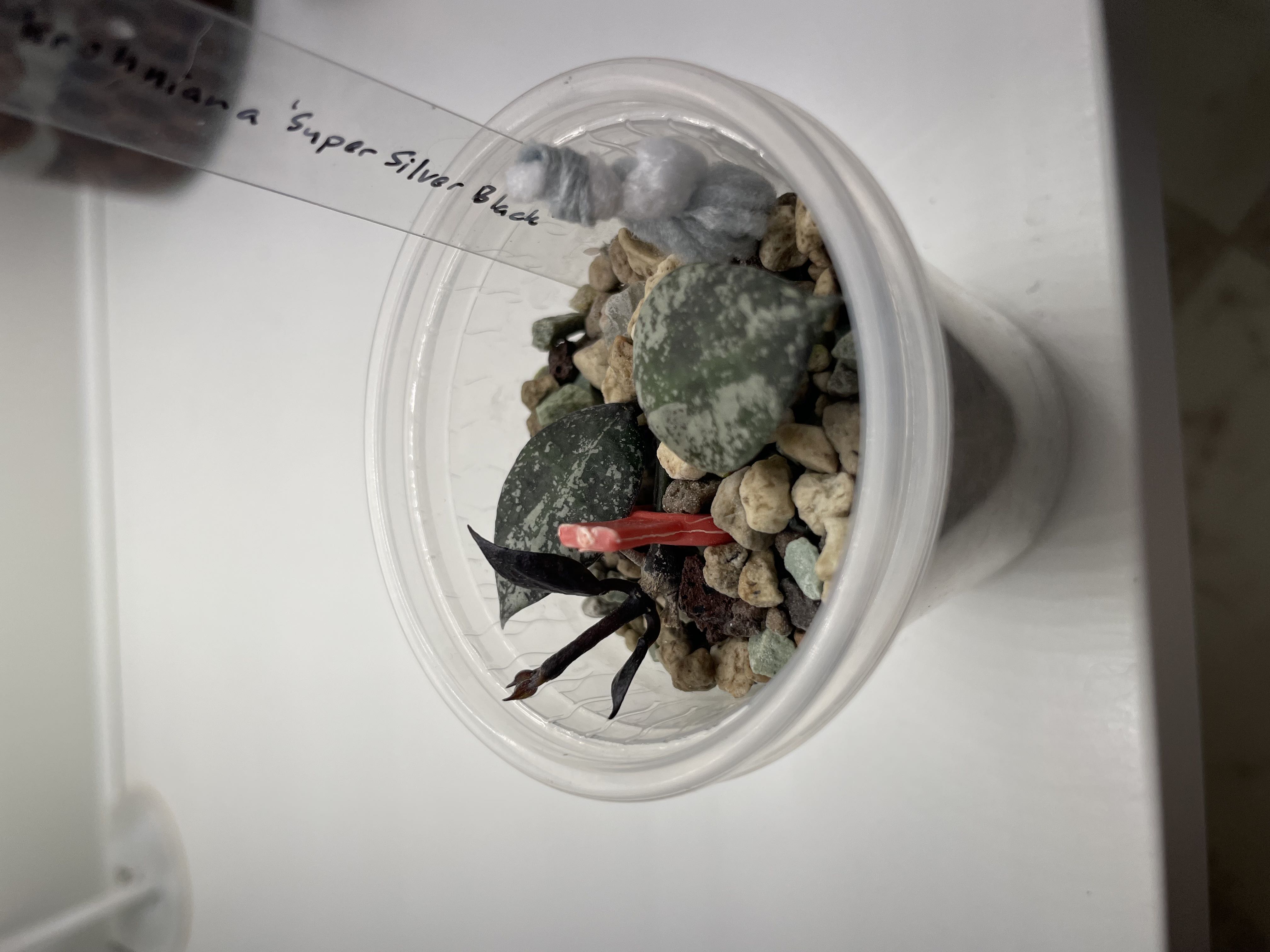 Photo from the post