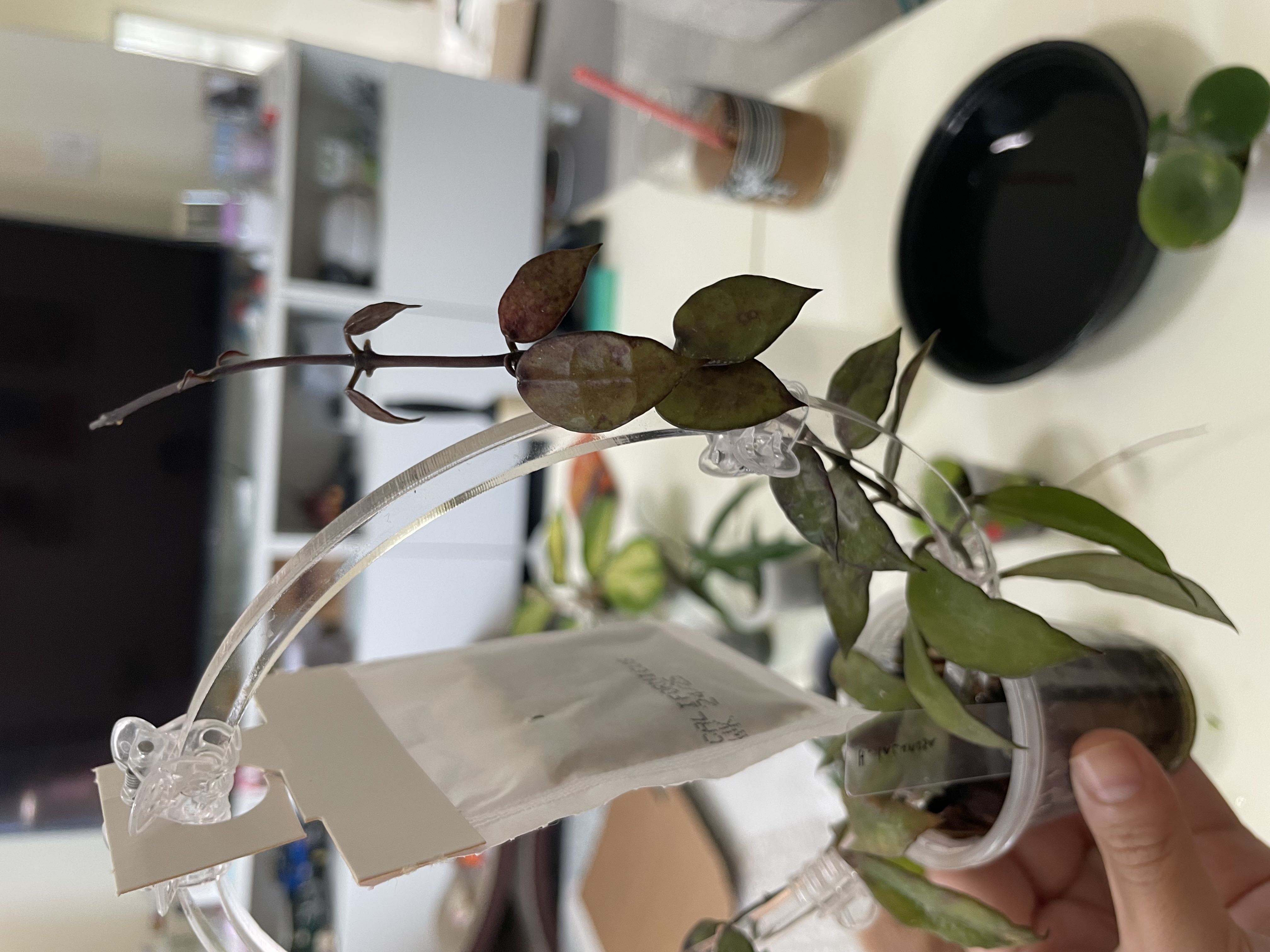 Photo from the post
