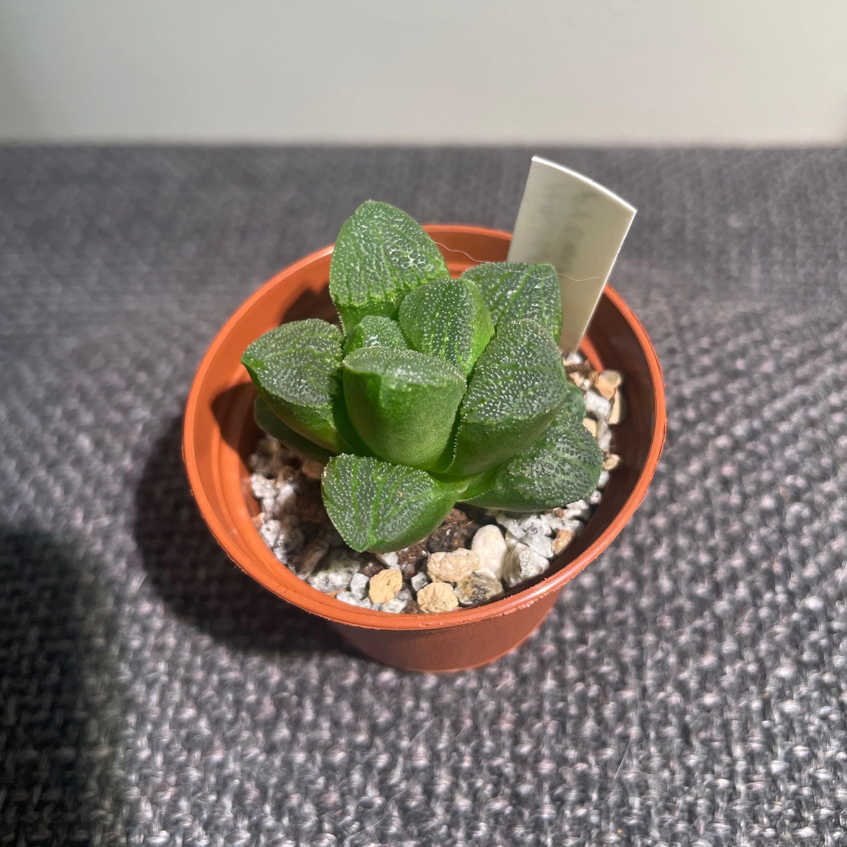 Photo of the plant species Haworthia pygmaea by @Alinaa named [s-6] Phil on Greg, the plant care app
