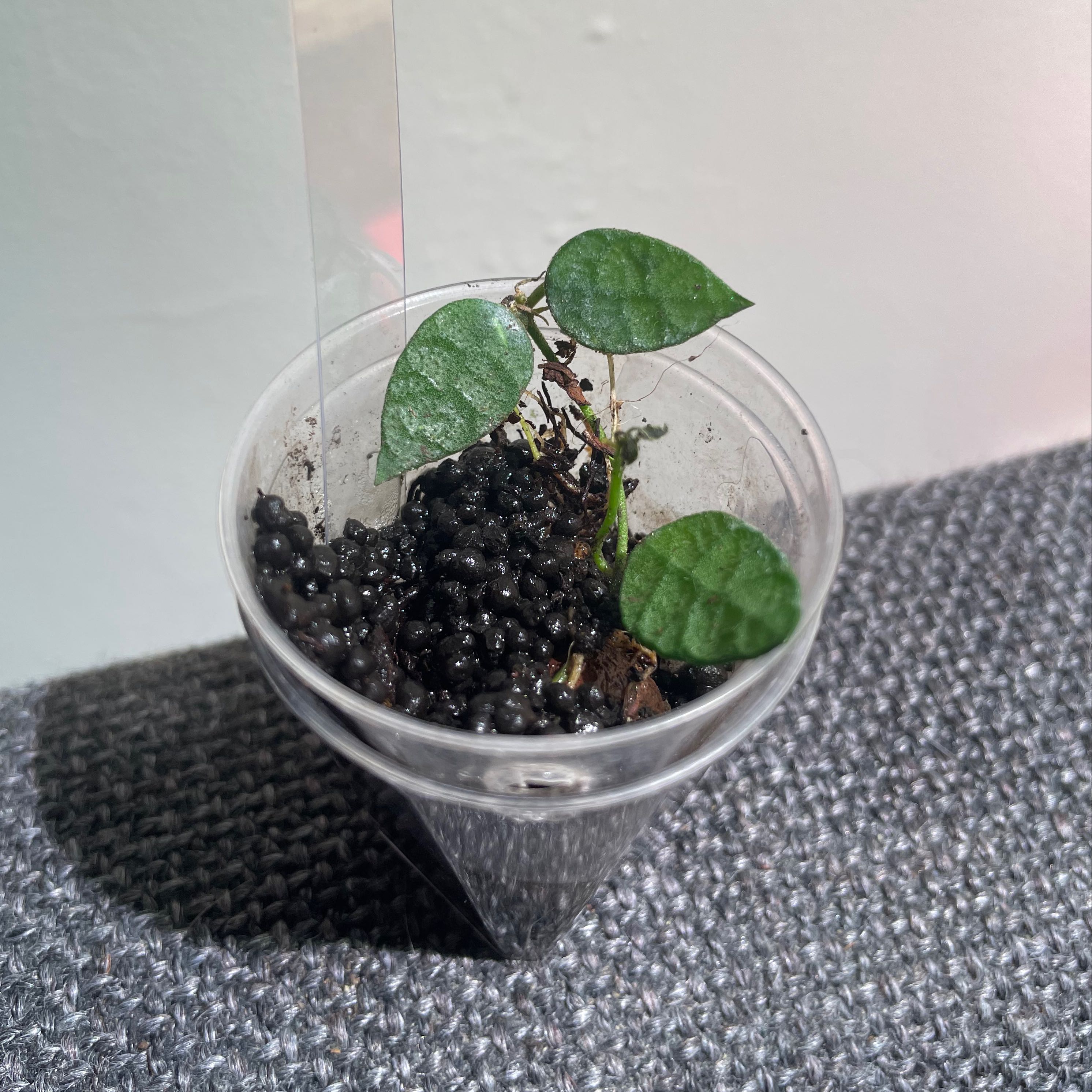 Photo of the plant species Dischidia hirsuta by @Alinaa named [h-wp] Lavender on Greg, the plant care app