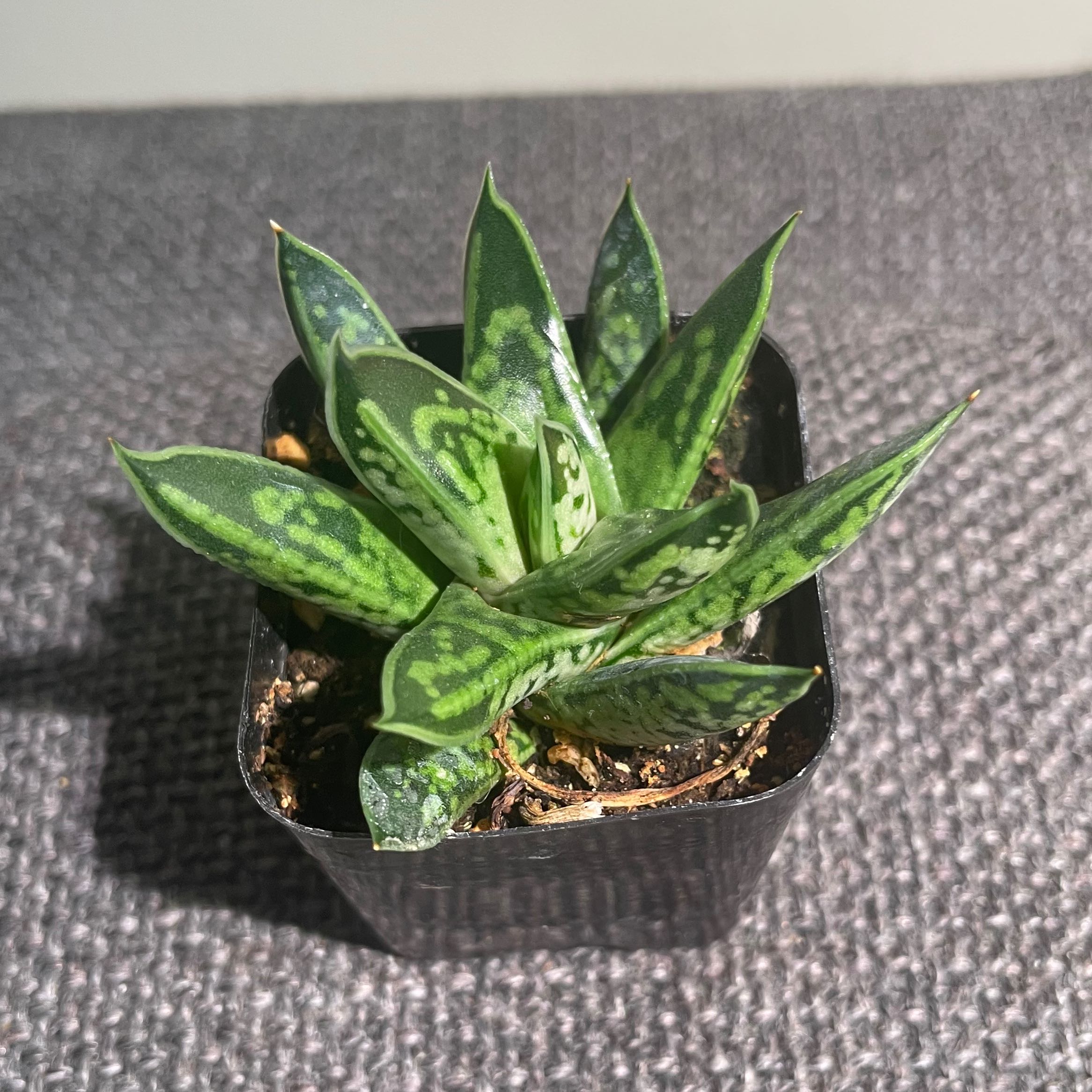 Photo of the plant species Dwarf Gasteria by @Alinaa named [s-6] Winston on Greg, the plant care app