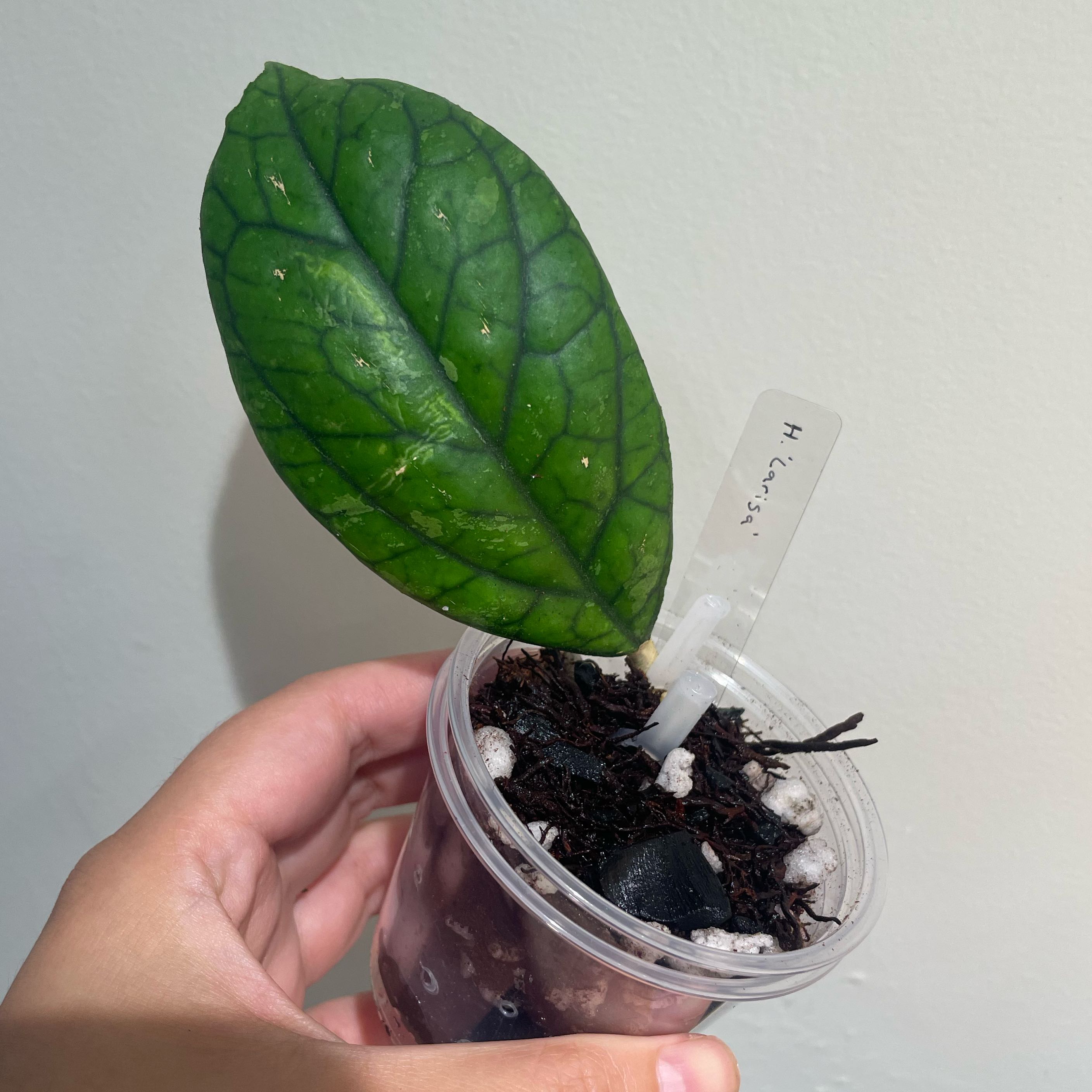 Photo of the plant species Hoya Larisa by @Alinaa named Luna on Greg, the plant care app