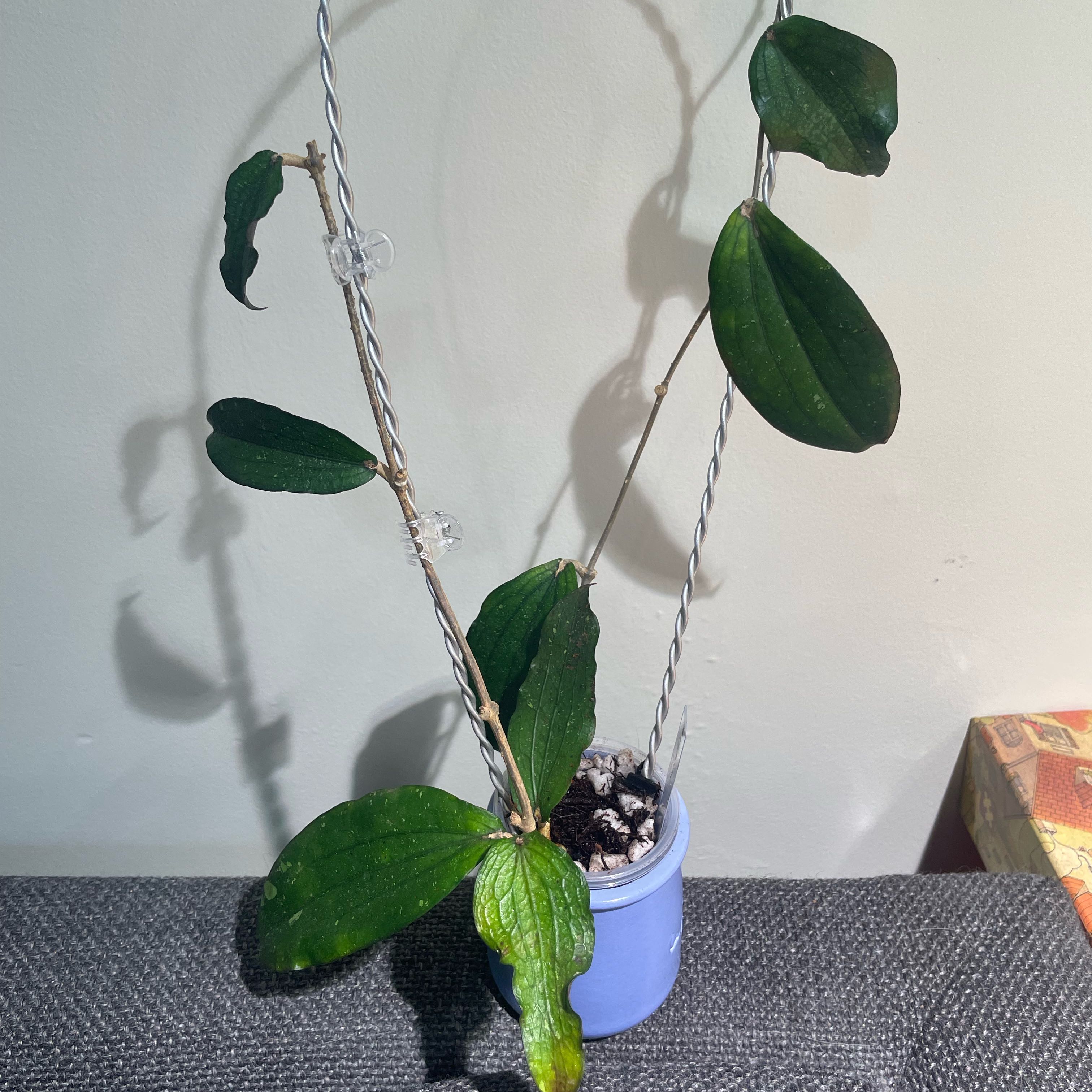 Photo of the plant species Hoya erythrina 'Nara' by @Alinaa named Winston on Greg, the plant care app