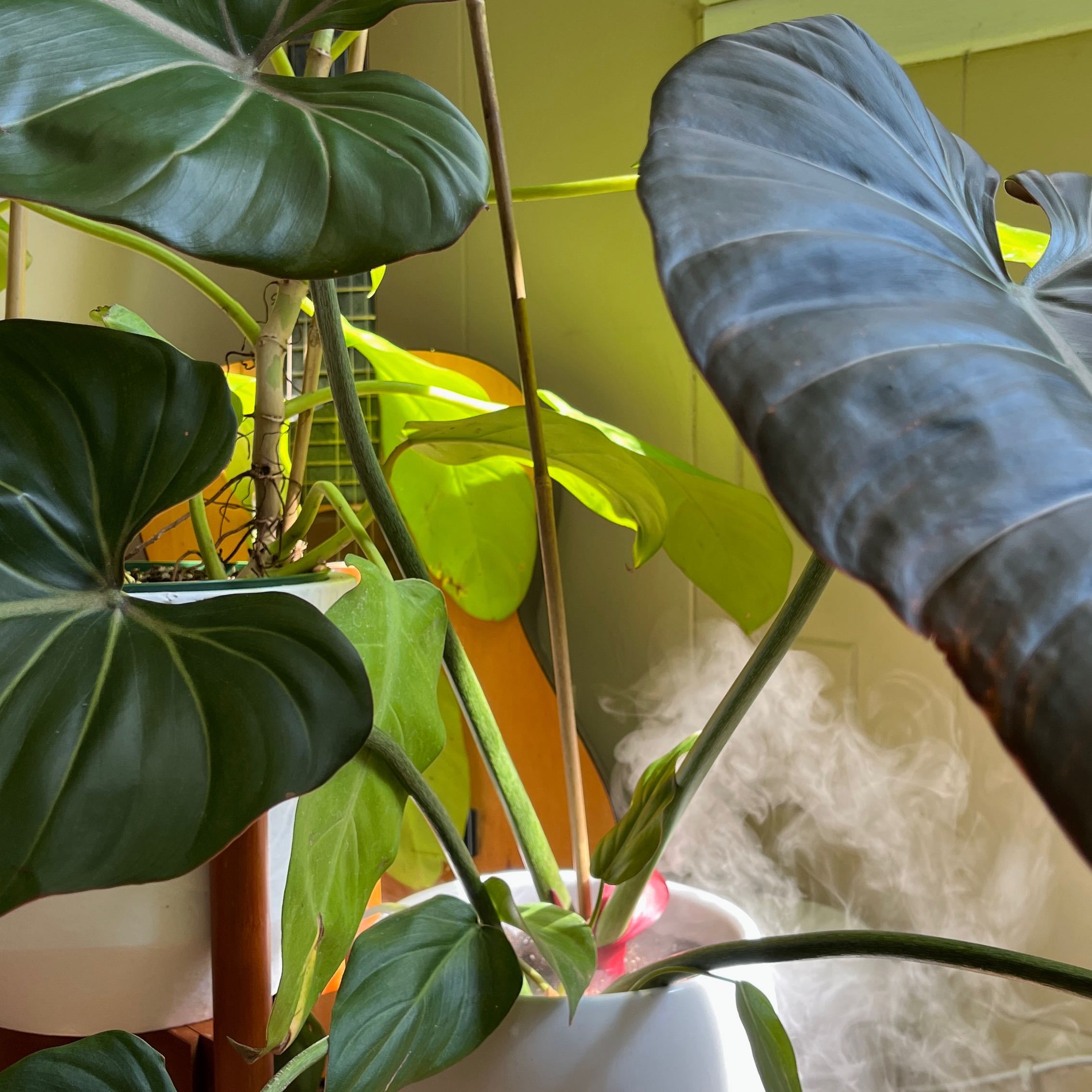 Philodendron 'Summer Glory' plant with large, healthy leaves in a pot.