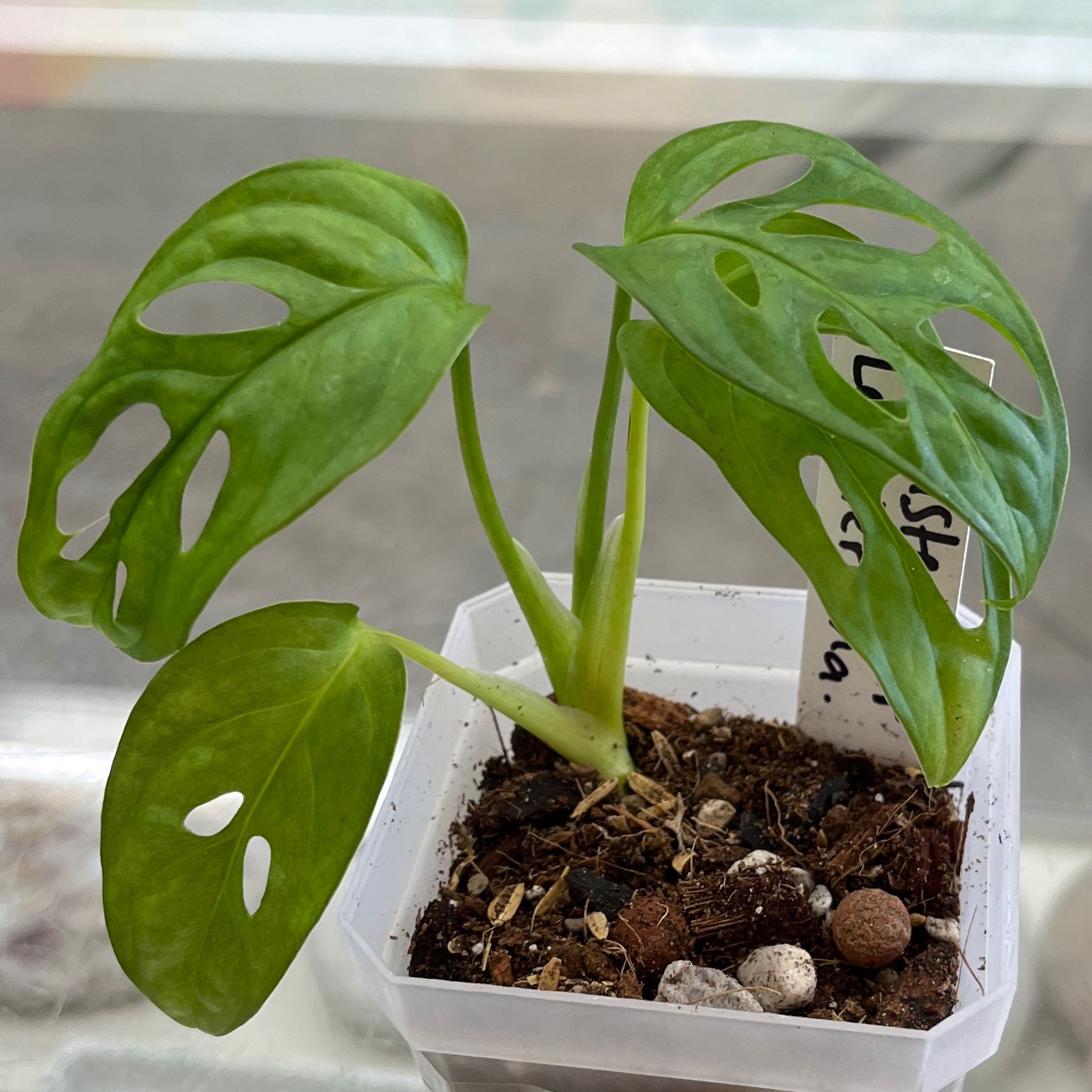 Young Monstera lechleriana plant with fenestrated leaves in a pot with visible soil.