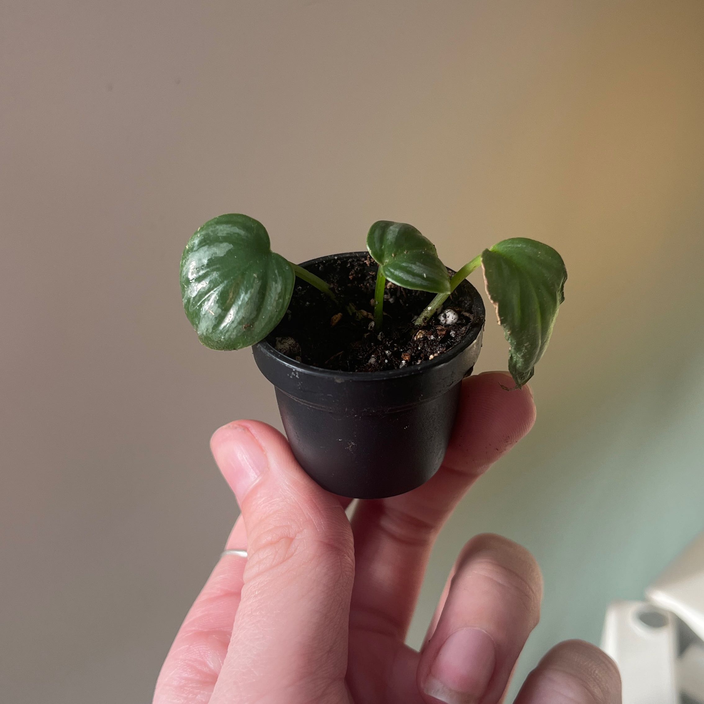 Philodendron mamei plant in a black pot held by a hand, with visible soil and healthy green leaves.