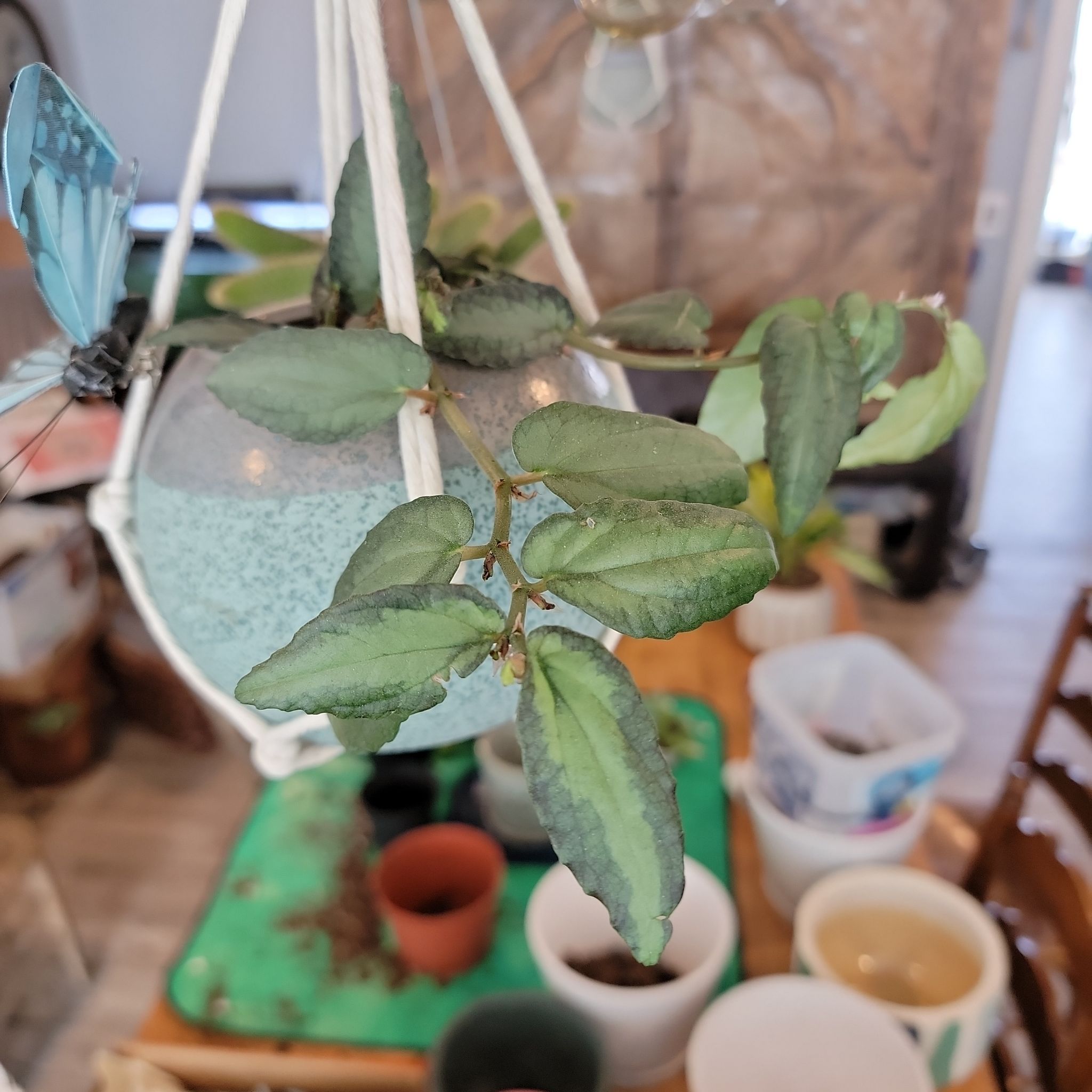 Photo of the plant species Trailing begonia by @ZanyWeed named Dave on Greg, the plant care app