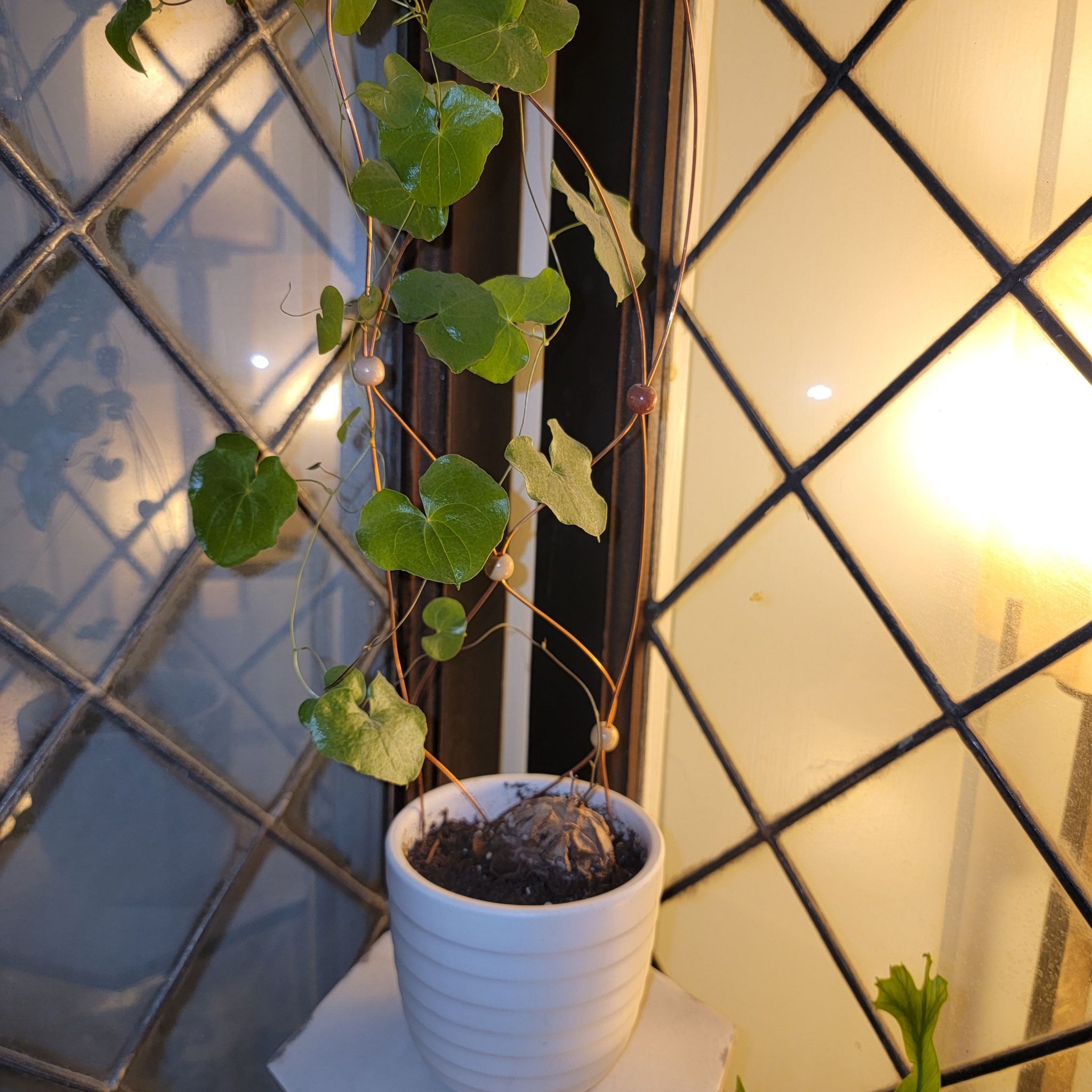 Potted Hottentot Bread plant with heart-shaped leaves climbing on a support structure near a window.