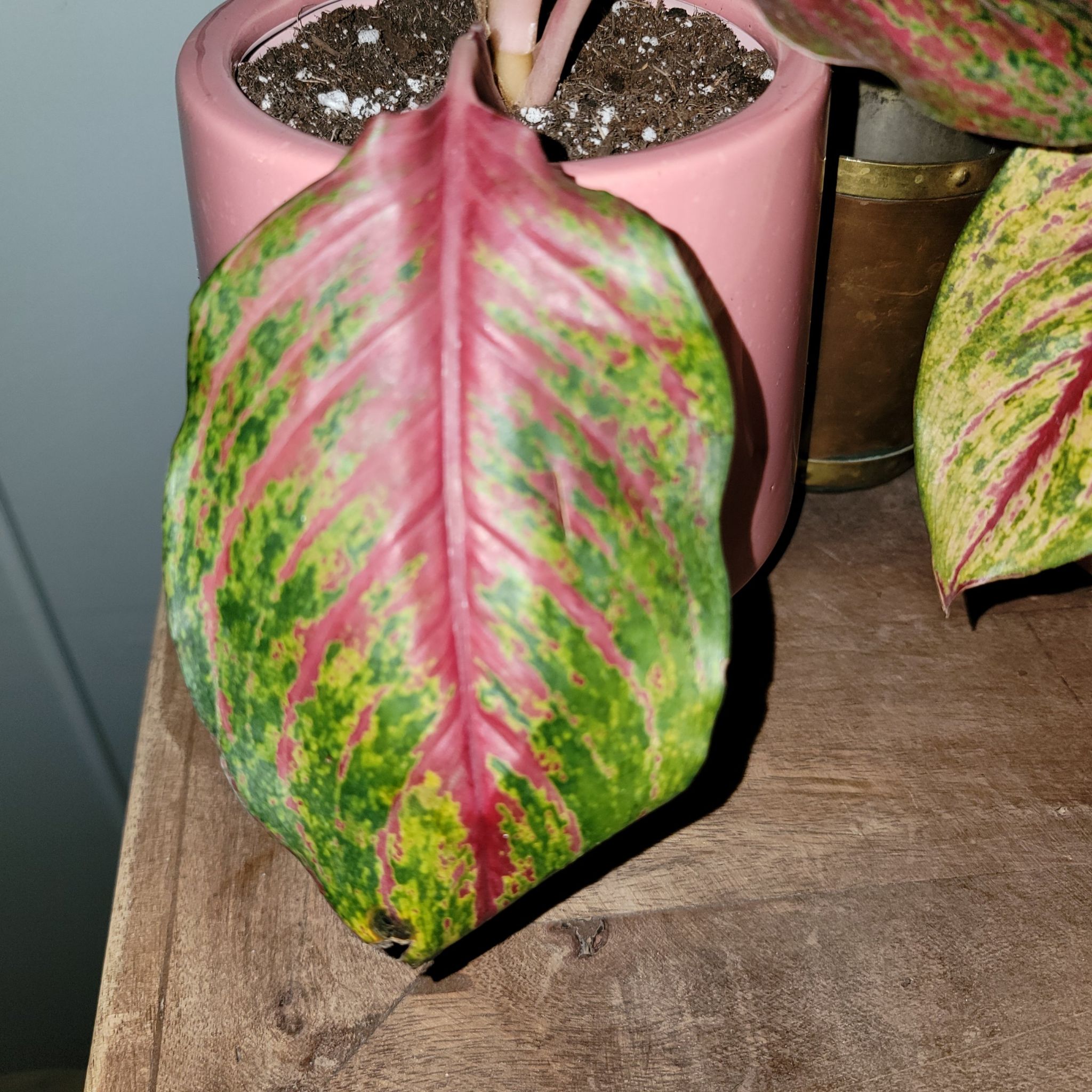 Close-up of an Aglaonema 'Red Valentine' leaf with green and red coloration.