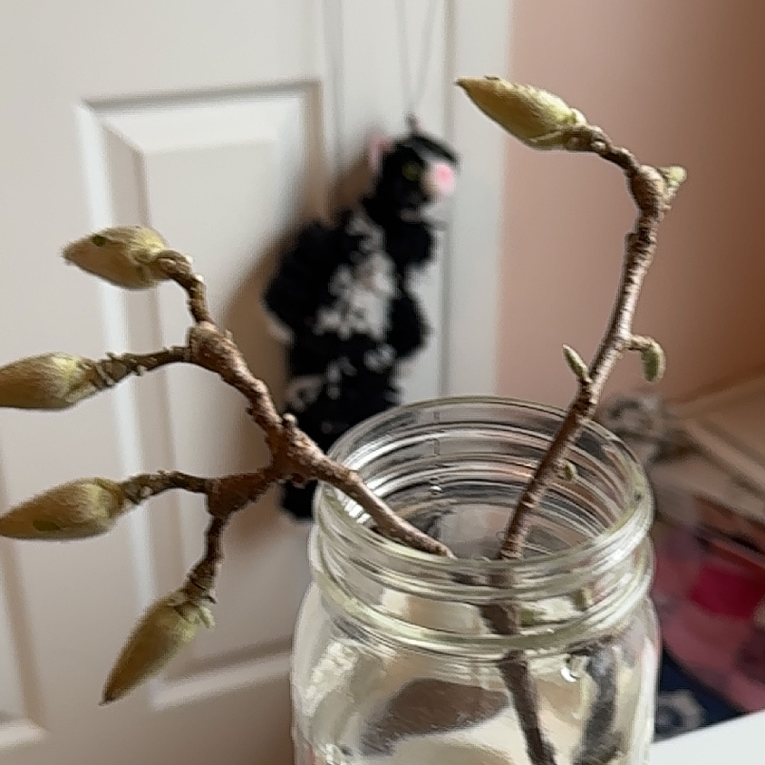 Photo of the plant species Chinese magnolia by @AngelHeketara named Nightlight on Greg, the plant care app