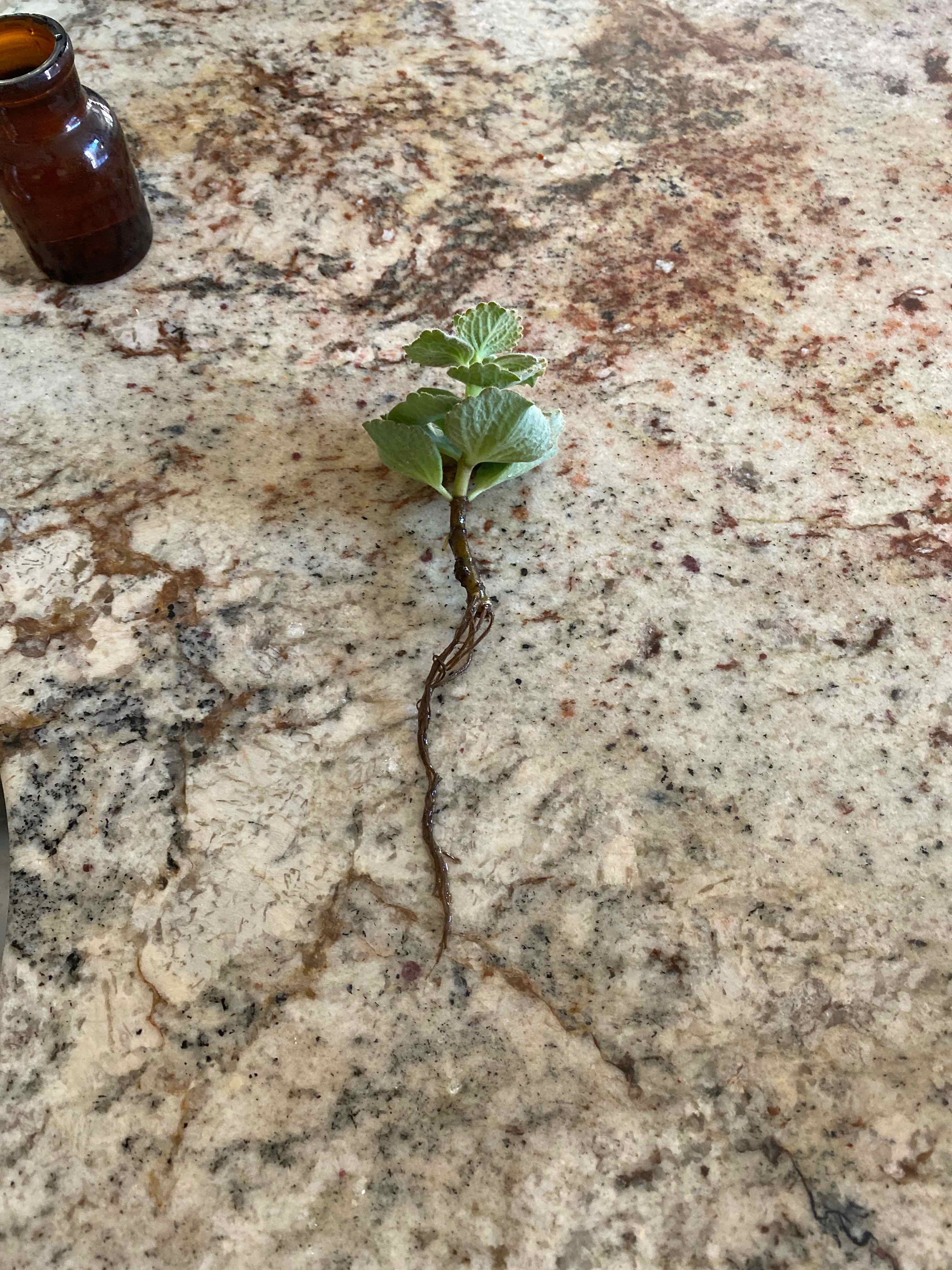 Cutting of Plectranthus Neochilus with leaves and roots on a marble surface.