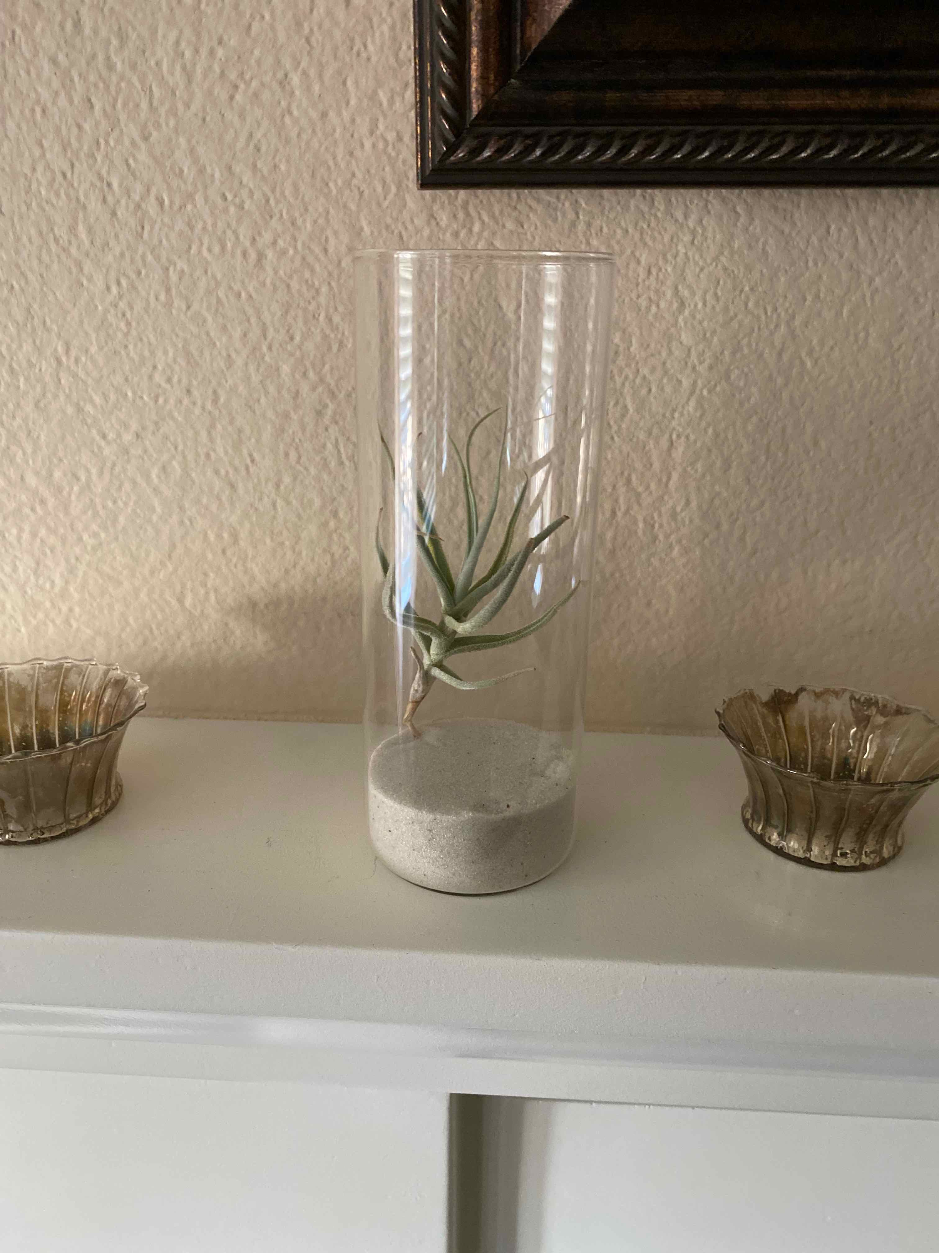 Small Ballmoss plant in a glass container with sandy substrate, well-framed and focused.