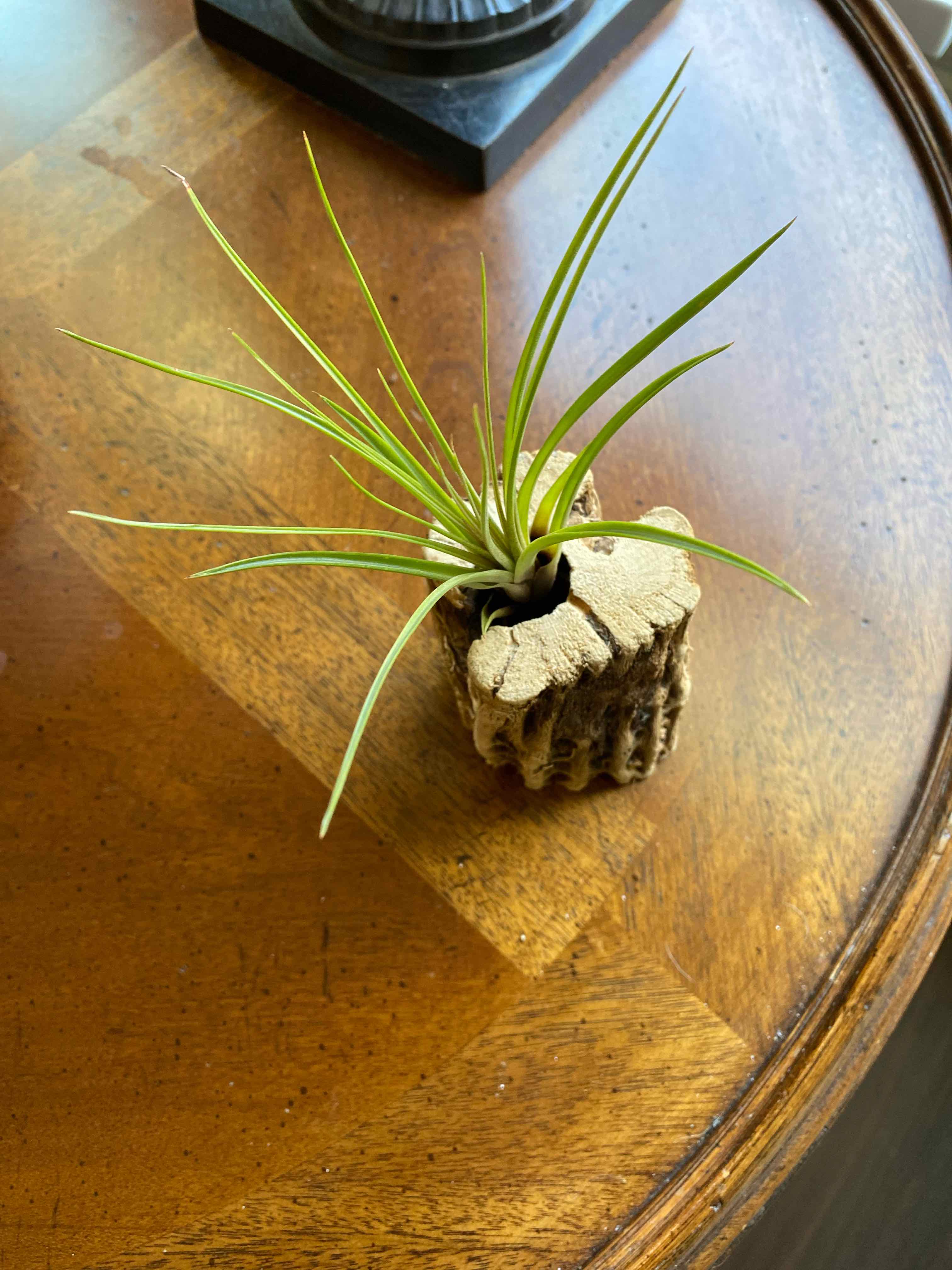 Spreading Airplant in a decorative holder on a wooden surface.