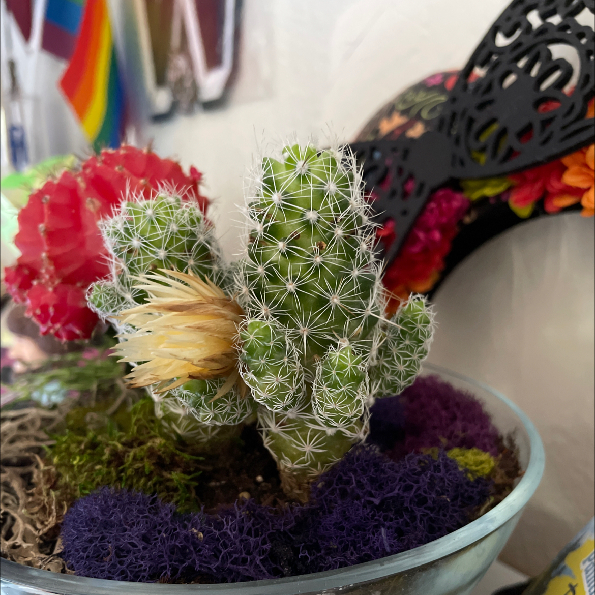 Missouri Foxtail Cactus in a decorative pot with colorful moss and another cactus.