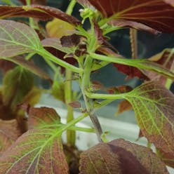 Coleus plant