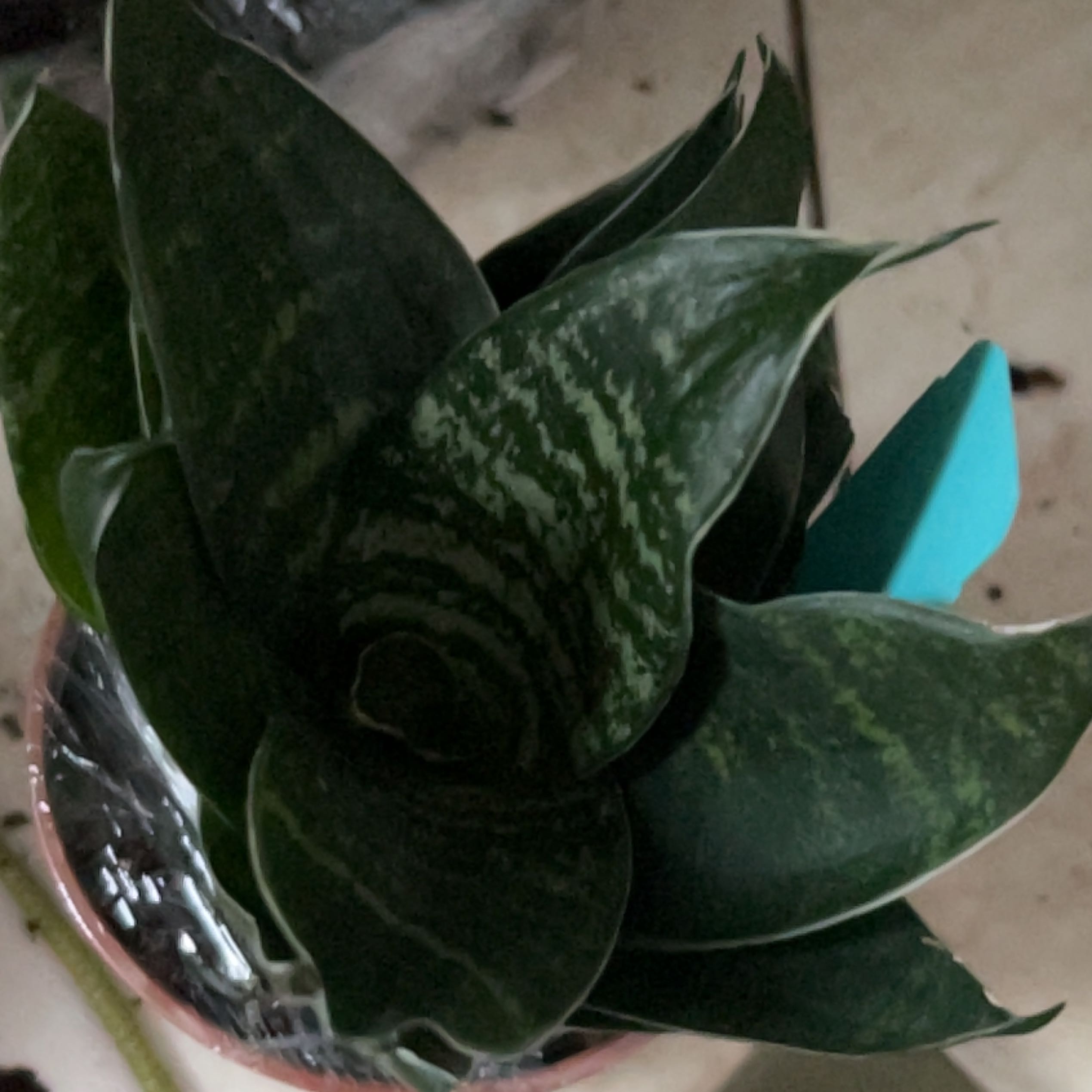 Photo of the plant species Glimmering Star Snake Plant by @ClearcutGrass named Girlfrond on Greg, the plant care app