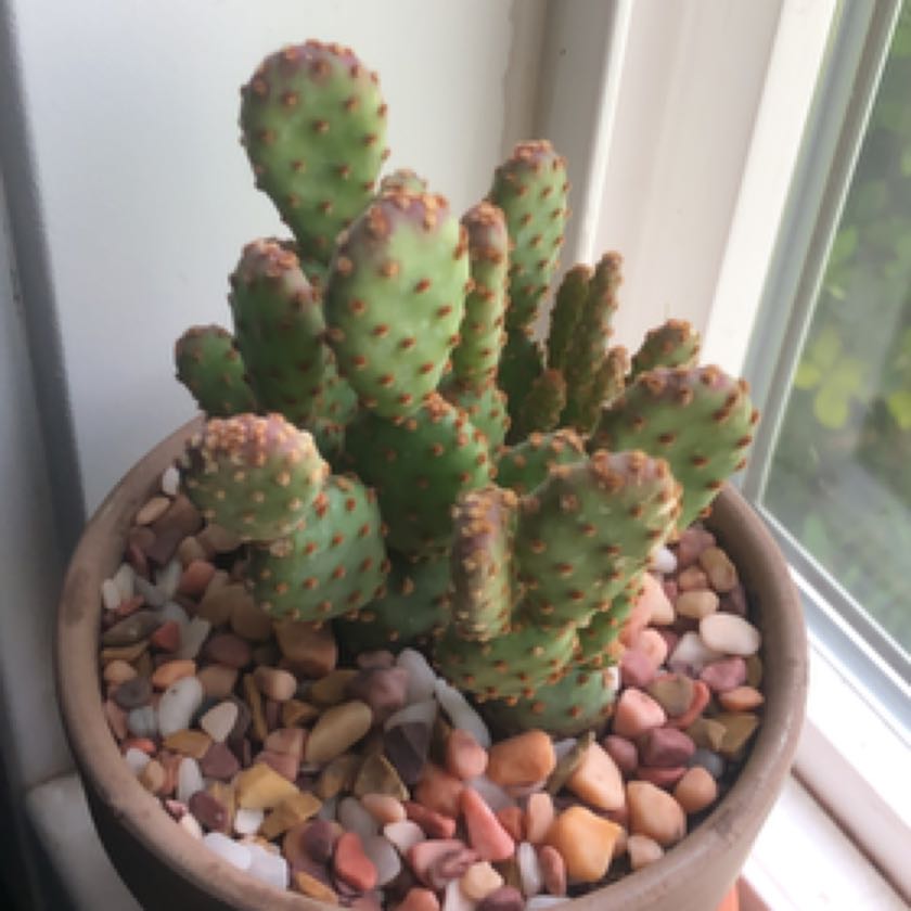 Photo of the plant species Angel wing's cactus by @CooperativeDill named Kobe on Greg, the plant care app