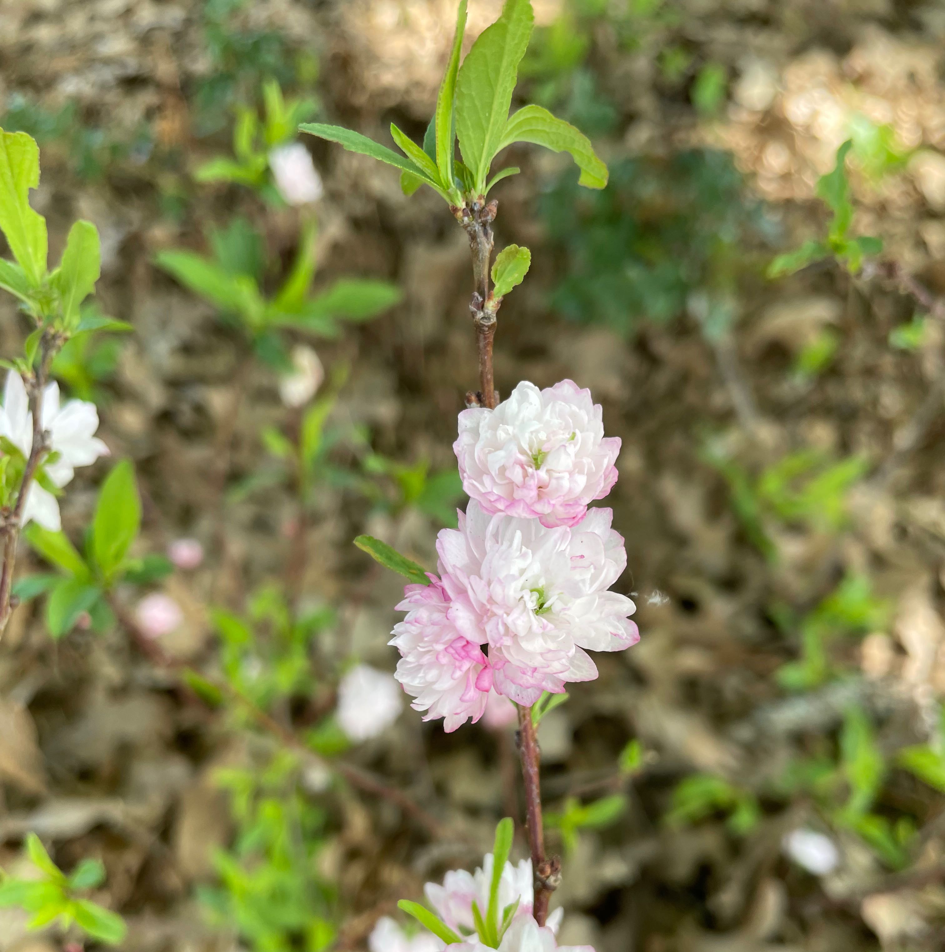 Photo of the plant species Prunus japonica by @TrustyTimeout named Leaf Erickson on Greg, the plant care app
