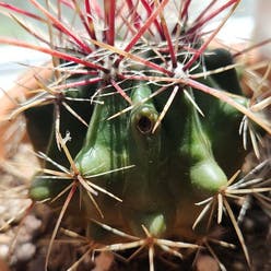 Devil's Tongue Barrel Cactus plant