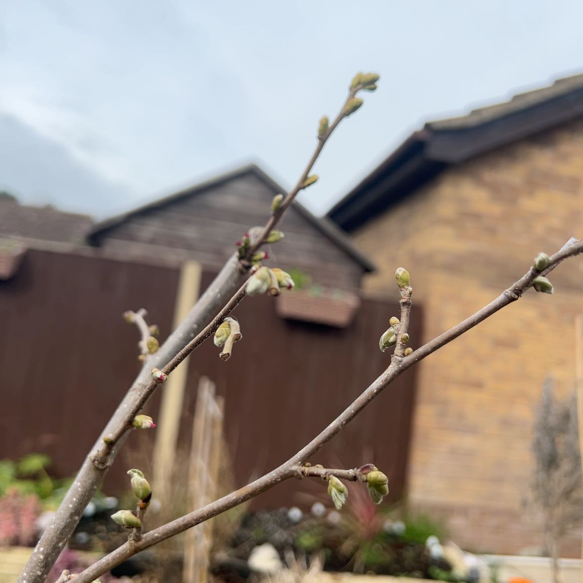 Photo of the plant species Western Beaked Hazel by @AproposFicus named Beckham on Greg, the plant care app