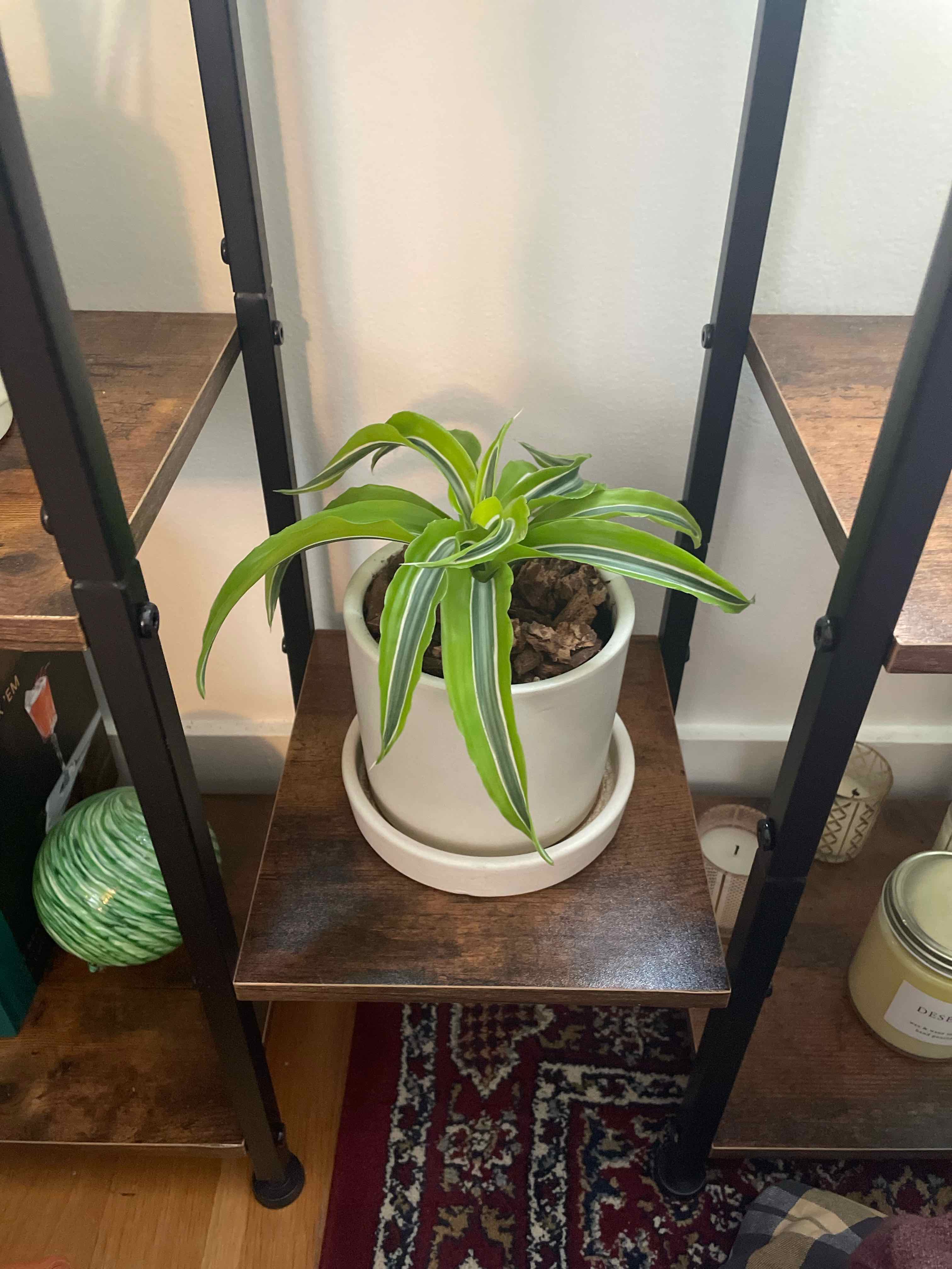Lemon Surprise Snake Plant in a white pot on a wooden shelf, healthy with vibrant green leaves and yellow edges.