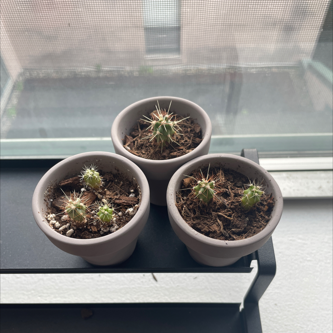 Three small potted Pincushion Cacti on a shelf by a window.