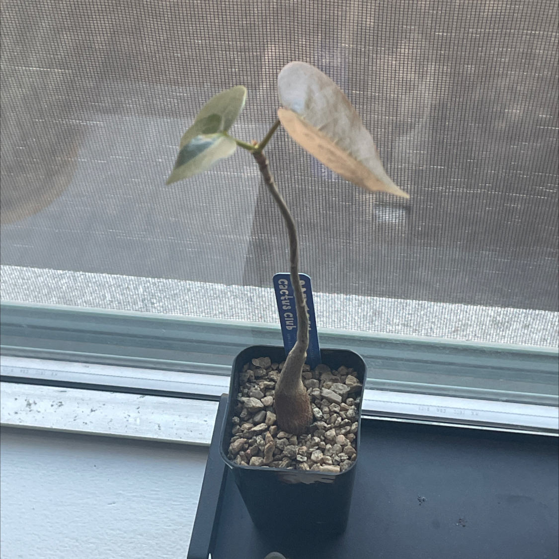 Photo of the plant species Dr Seuss Tree by @UnambiguousNoni named Pseudobob on Greg, the plant care app