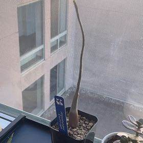Photo of the plant species Pseudobombax Ellipticum by @UnambiguousNoni named Keanu Leaves on Greg, the plant care app