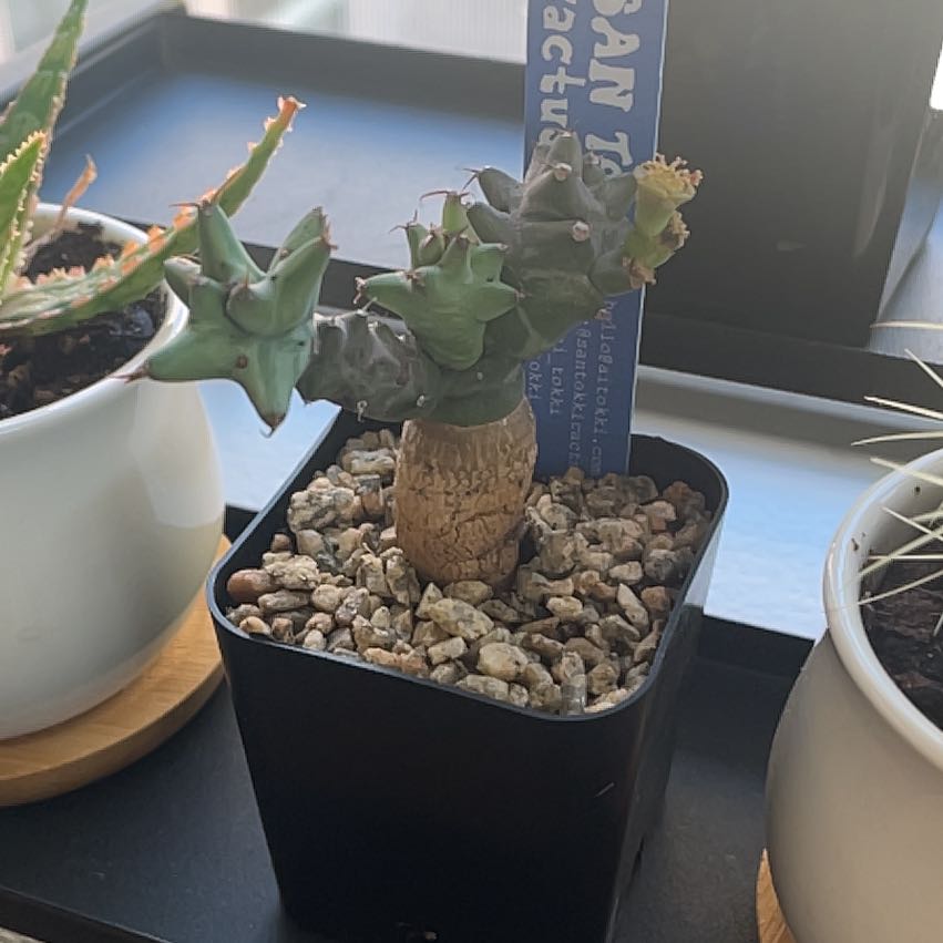 Photo of the plant species Euphorbia groenewaldii by @UnambiguousNoni named Harper on Greg, the plant care app