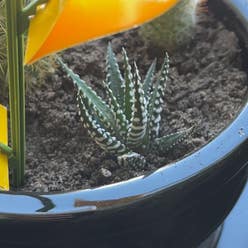 Zebra Plant plant