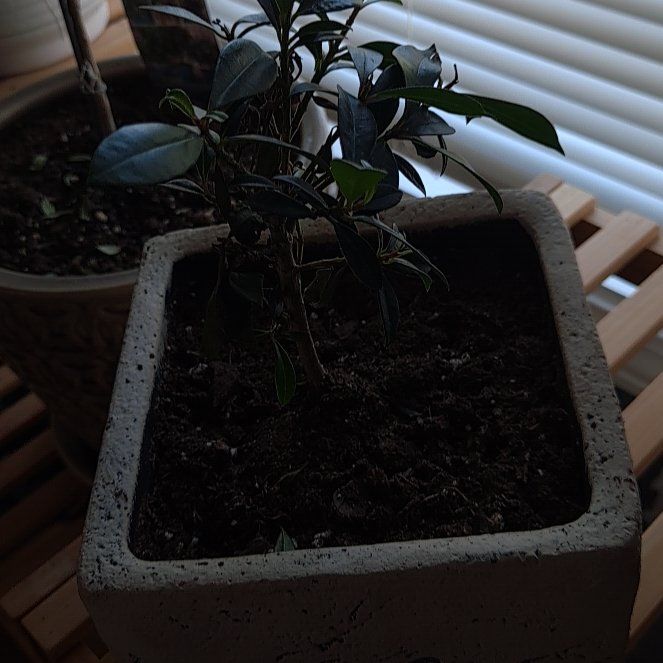Photo of the plant species Australian Beach Cherry by @SuppleCuttings named Ann on Greg, the plant care app