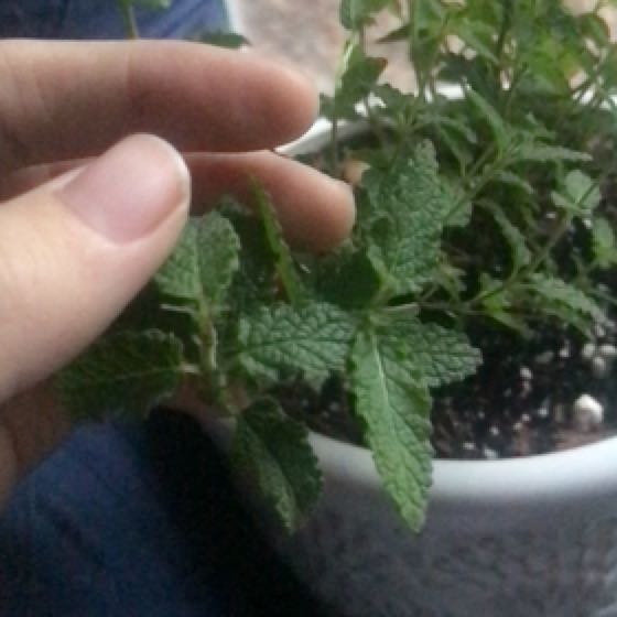 Photo of the plant species strawberry mint by @ZingyBlackash named Marley on Greg, the plant care app