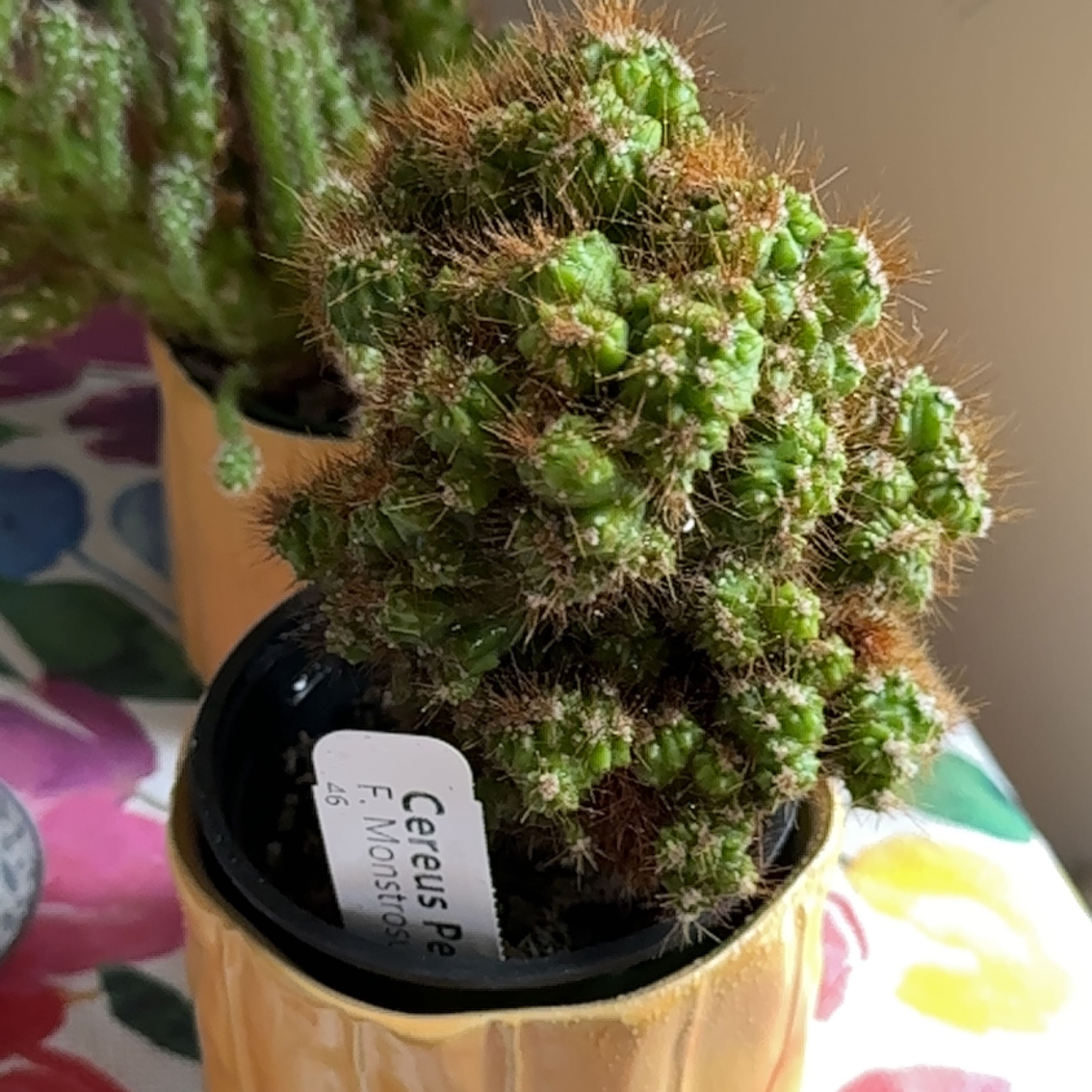 Photo of the plant species Apple Cactus by @7smithccx named Pedro on Greg, the plant care app