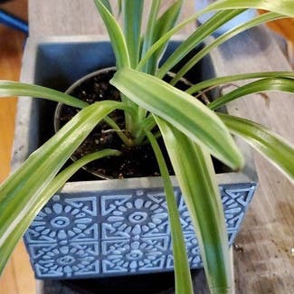 Spider Plant plant in Middletown, Connecticut
