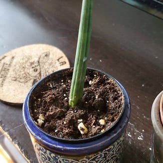 Cylindrical Snake Plant plant in Middletown, Connecticut