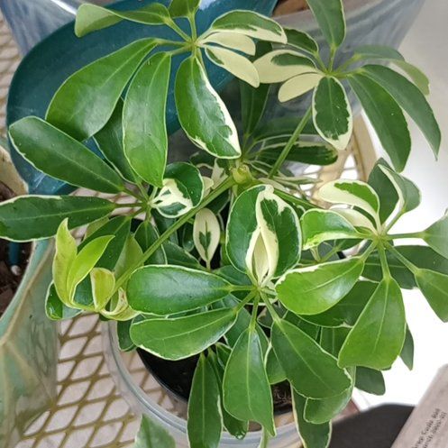 Photo of the plant species Variegated Dwarf Umbrella Tree by @NewLichen named Anne on Greg, the plant care app