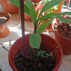 Ti Plant plant