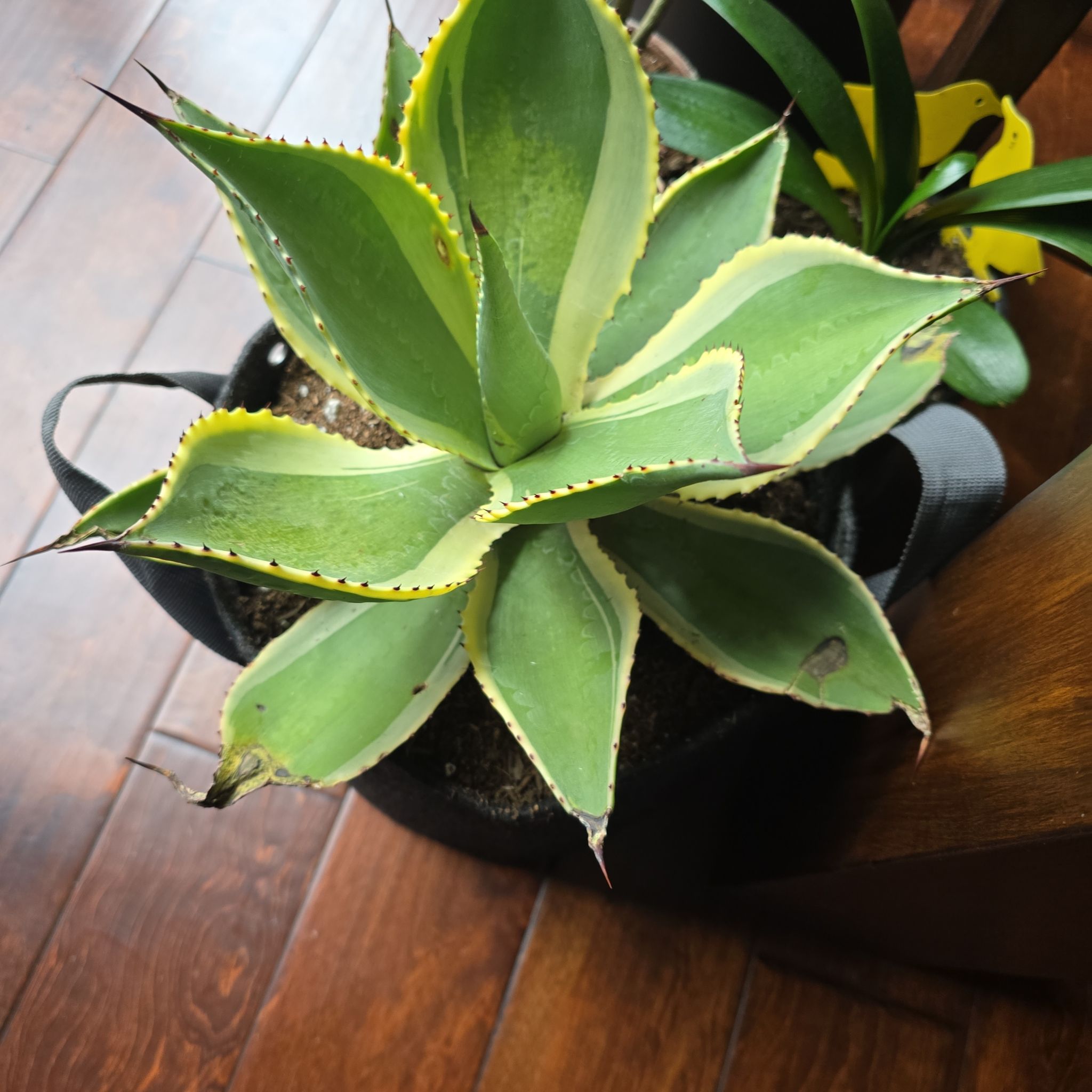 Thorn-Crested Century Plant with green leaves, yellow edges, and browning tips in a pot.