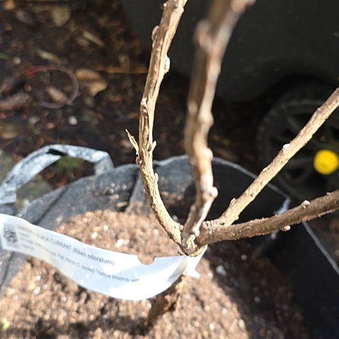 Plant care for Flowering Currant on Greg, the plant care app