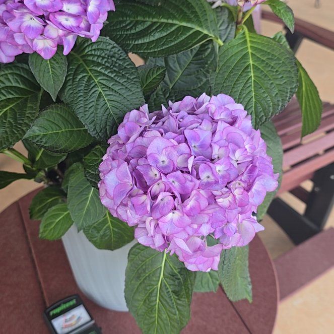 Photo of the plant species Hydrangea by @GivingWasabi named Kardashian on Greg, the plant care app