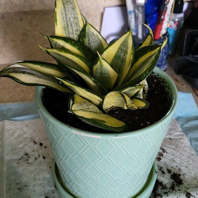 Photo of the plant species Snake plant by @DelightedBetel named Delilah on Greg, the plant care app