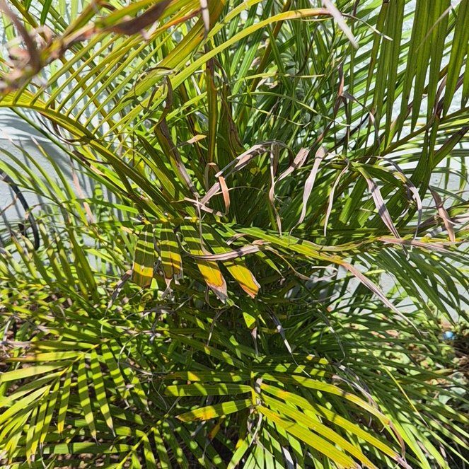 Photo of the plant species Florida Arrowroot by @DelightedBetel named Marilyn on Greg, the plant care app