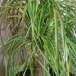 Ponytail Palm plant