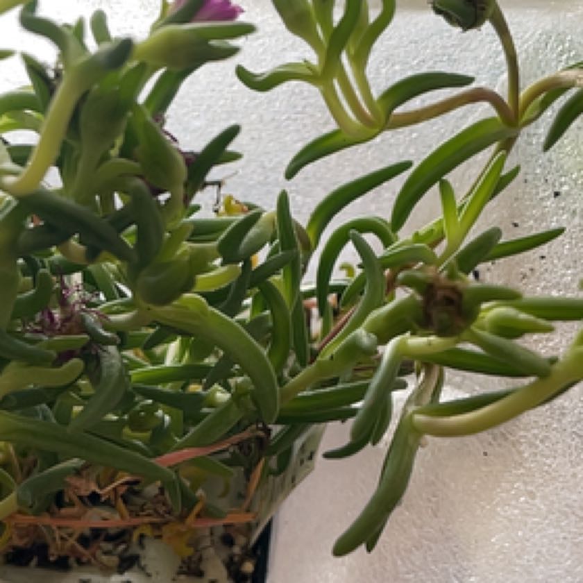 Photo of the plant species Wonder Violet by @CaredforMayten named Shakira on Greg, the plant care app