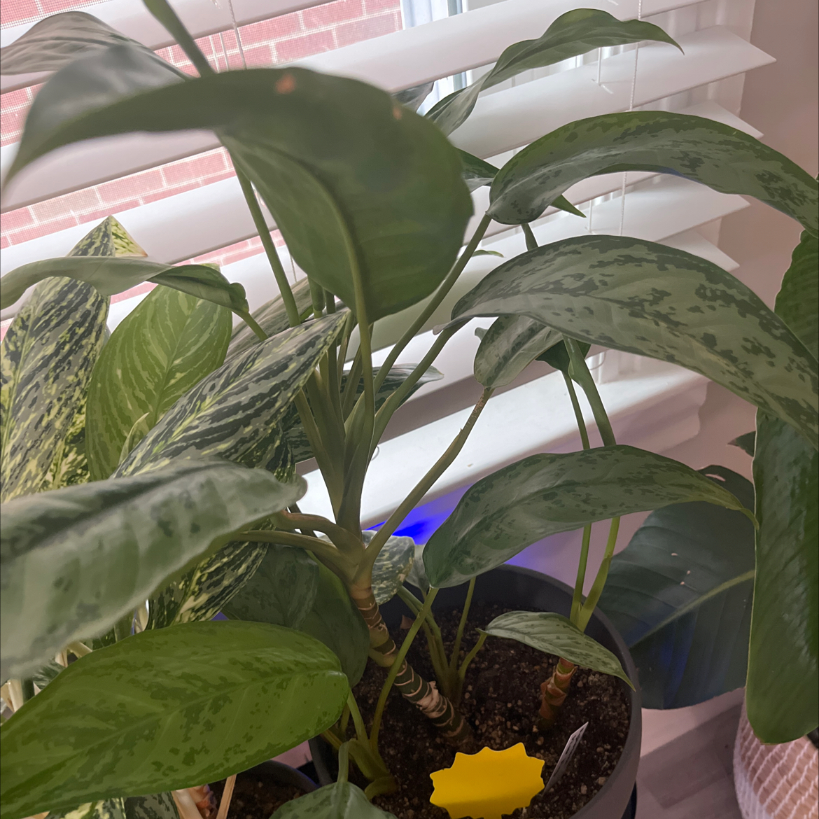 Photo of the plant species Aglaonema 'Silver III' by @FastMakura named Sahara on Greg, the plant care app
