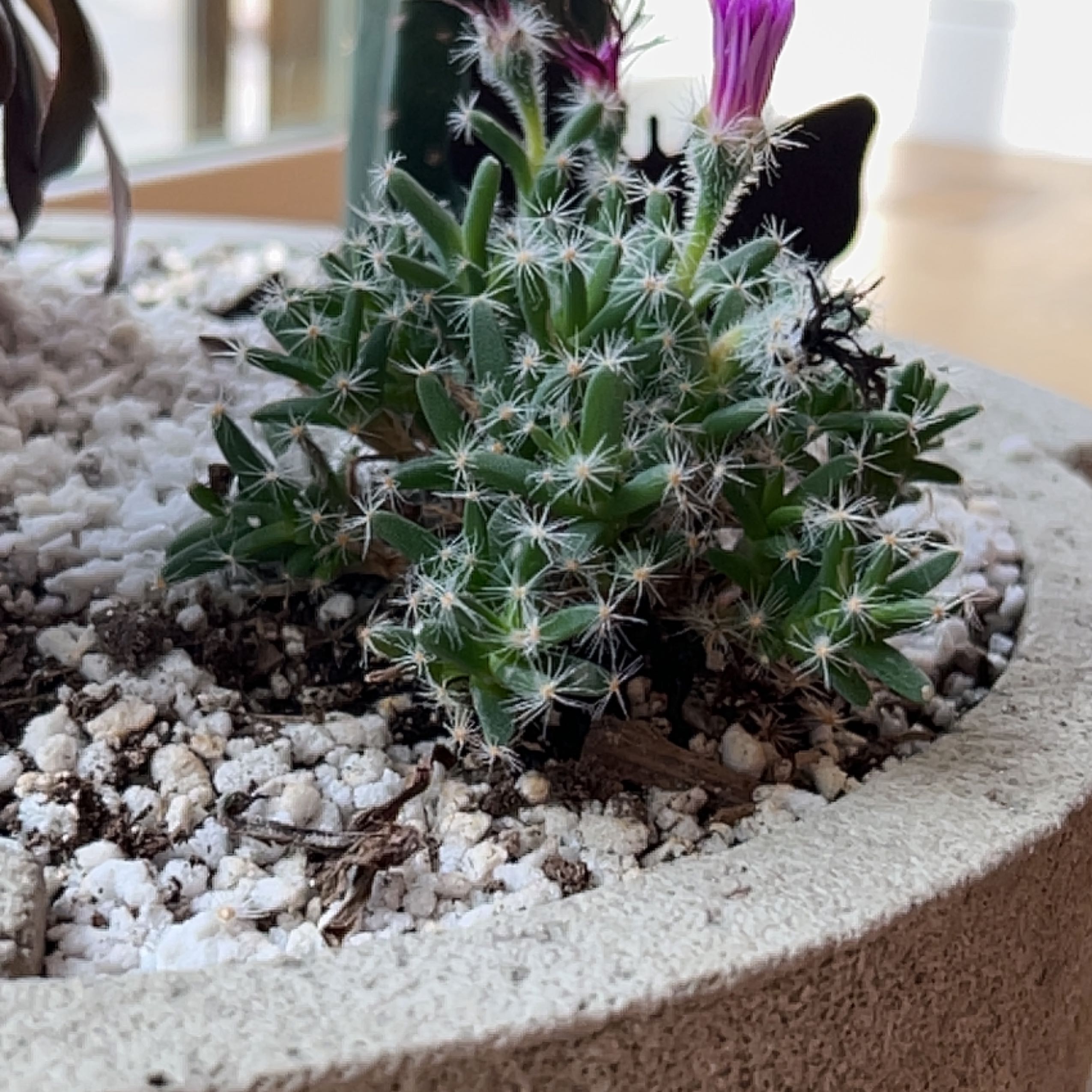 Miniature Desert Rose plant in a pot with visible soil and flowers.