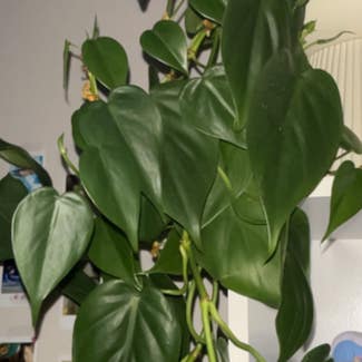 Heartleaf Philodendron plant in Middle Swan, Western Australia